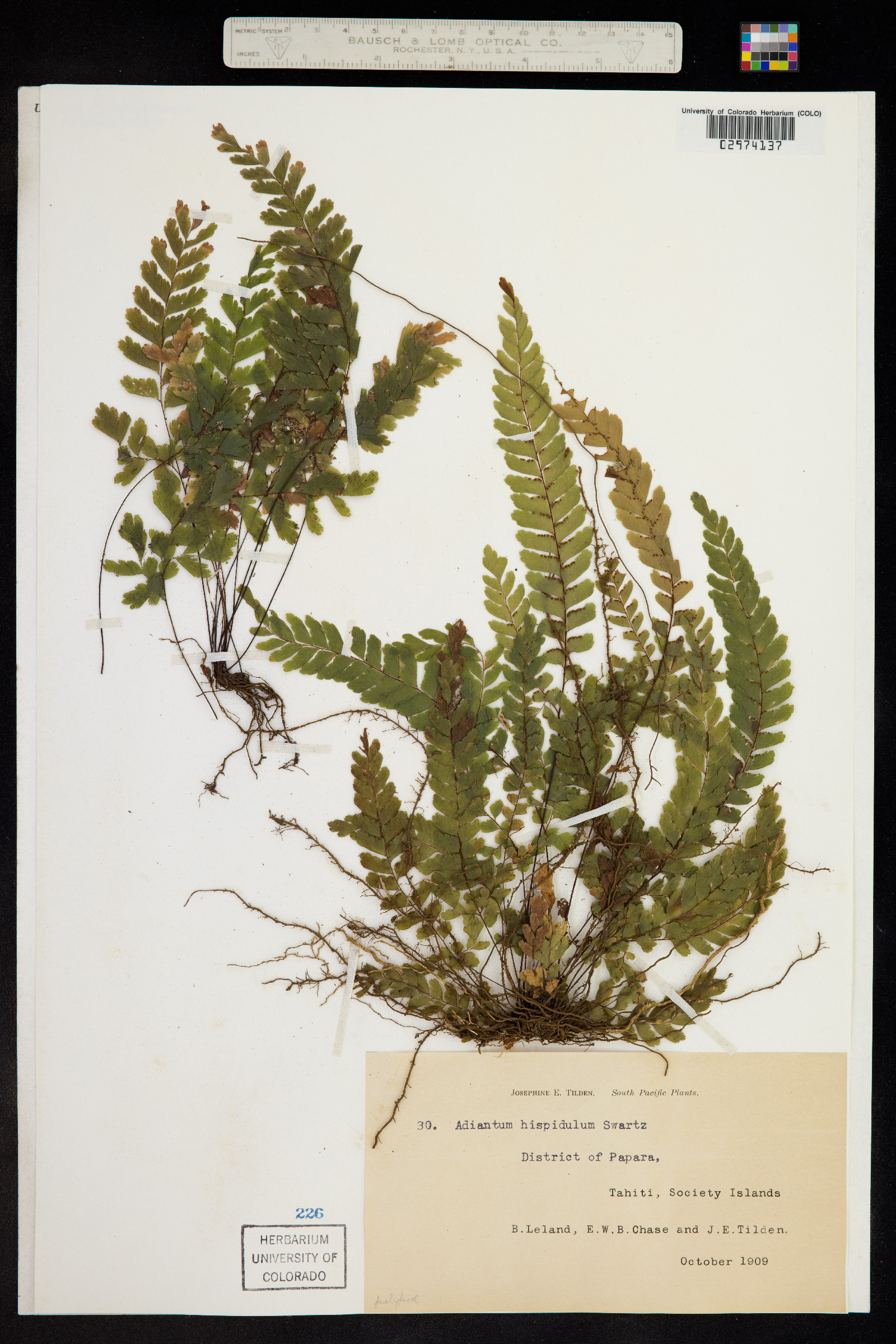 Adiantum hispidulum image