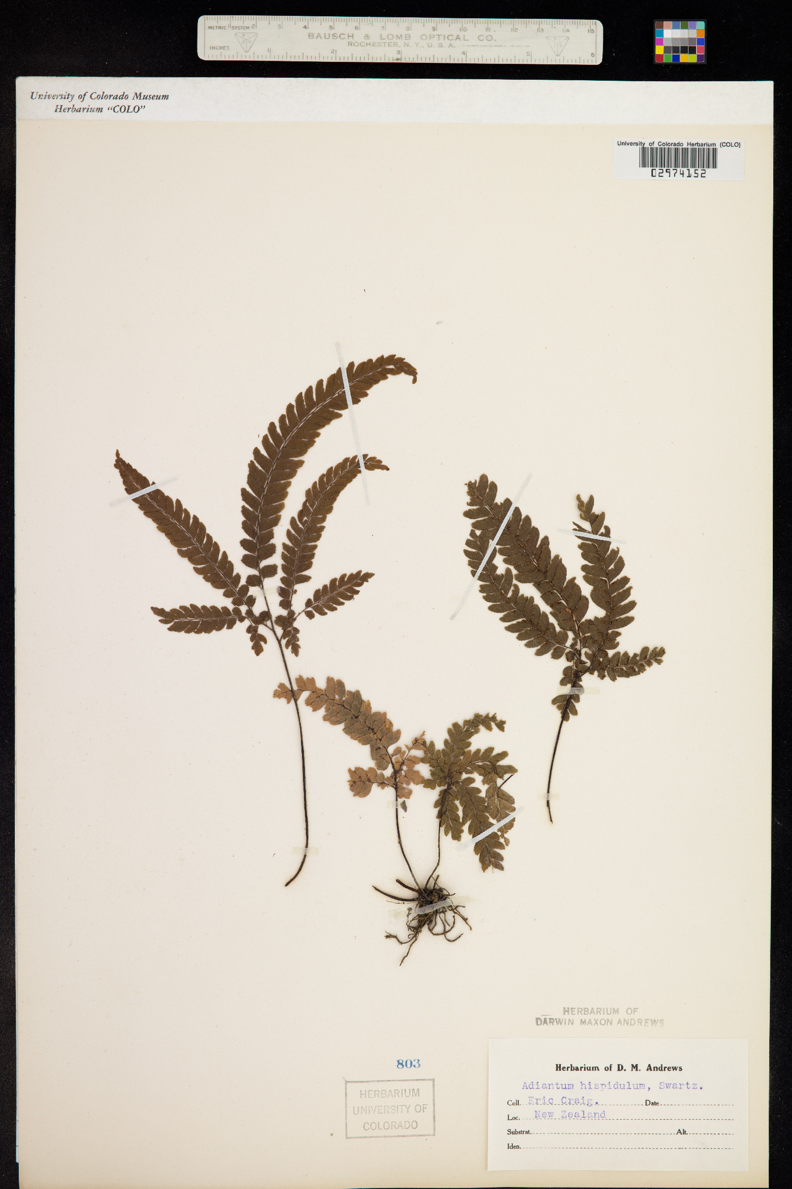 Adiantum hispidulum image