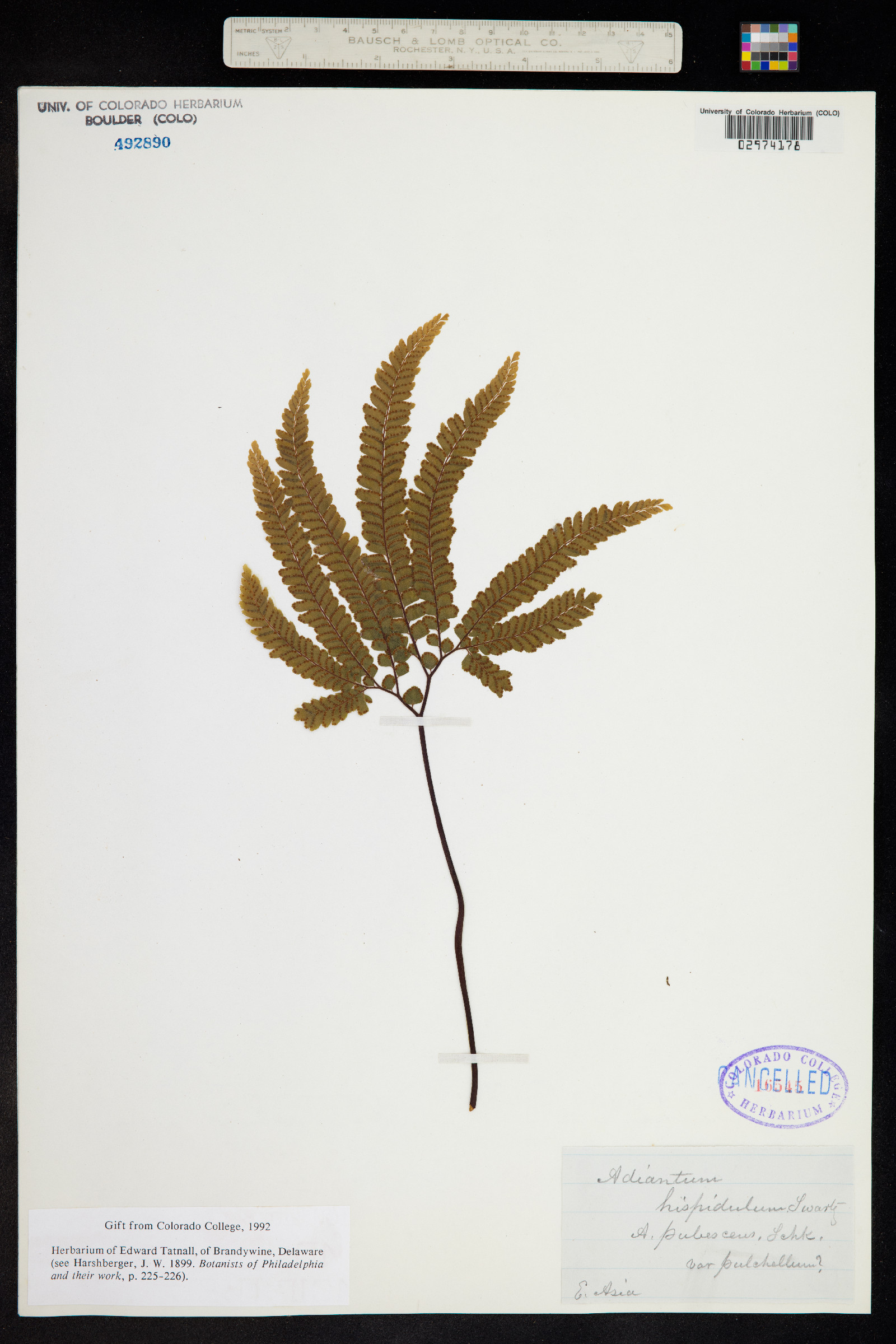 Adiantum hispidulum image