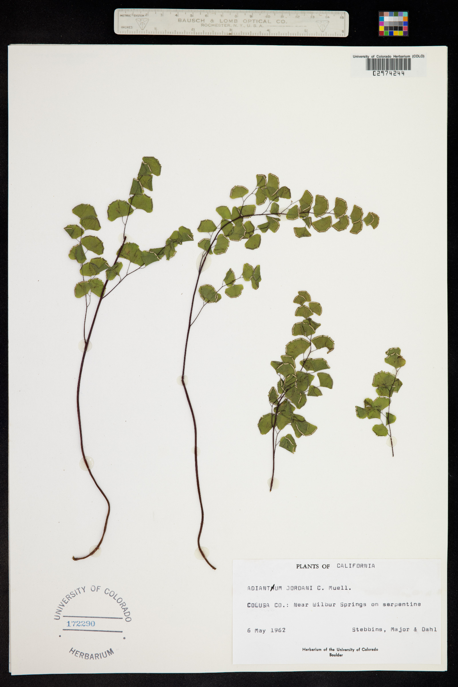 Adiantum jordanii image