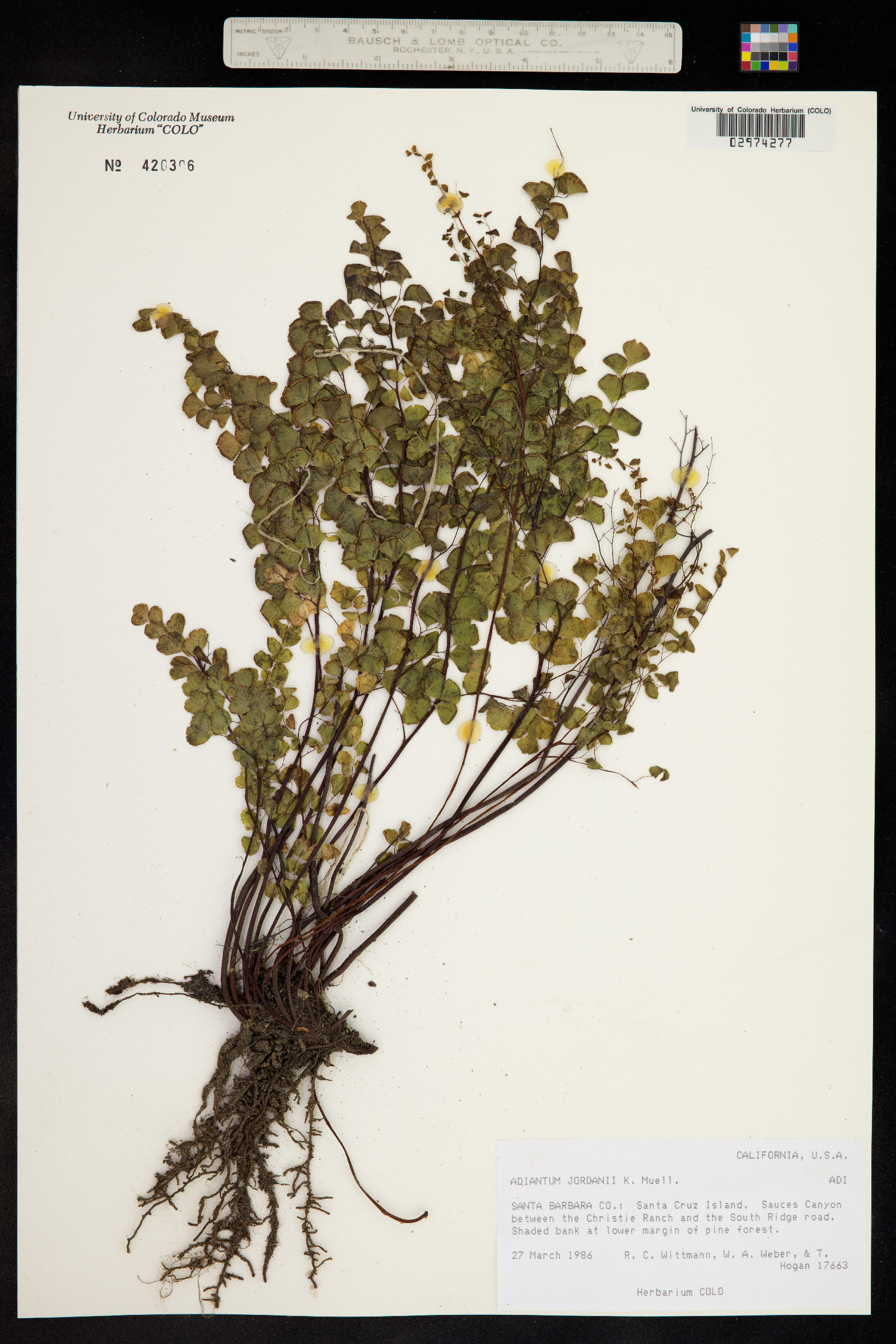 Adiantum jordanii image
