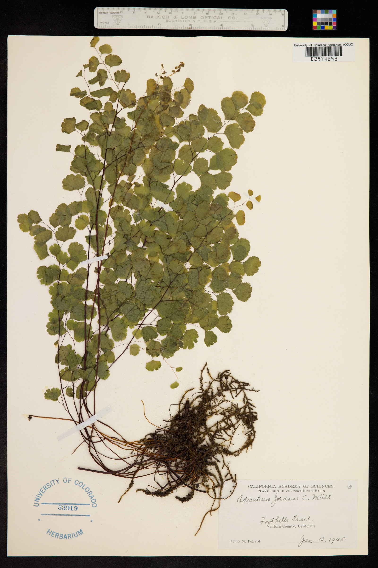 Adiantum jordanii image