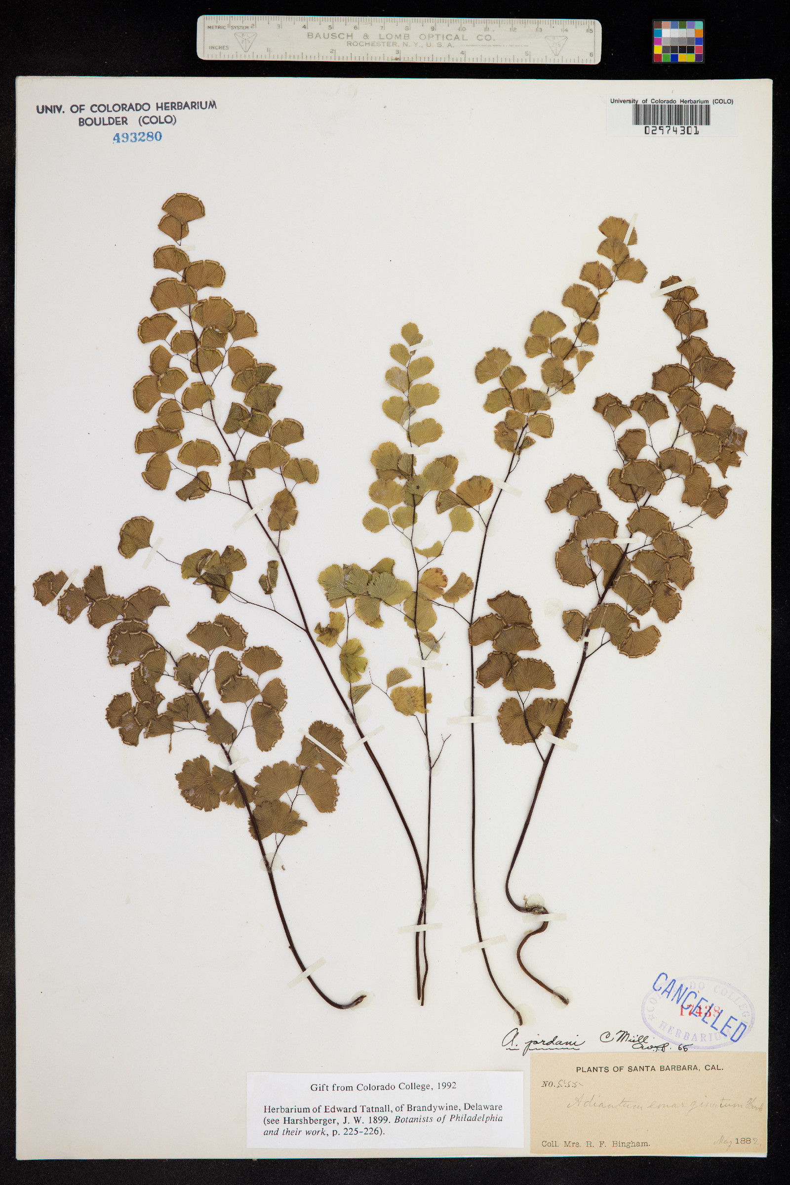Adiantum jordanii image