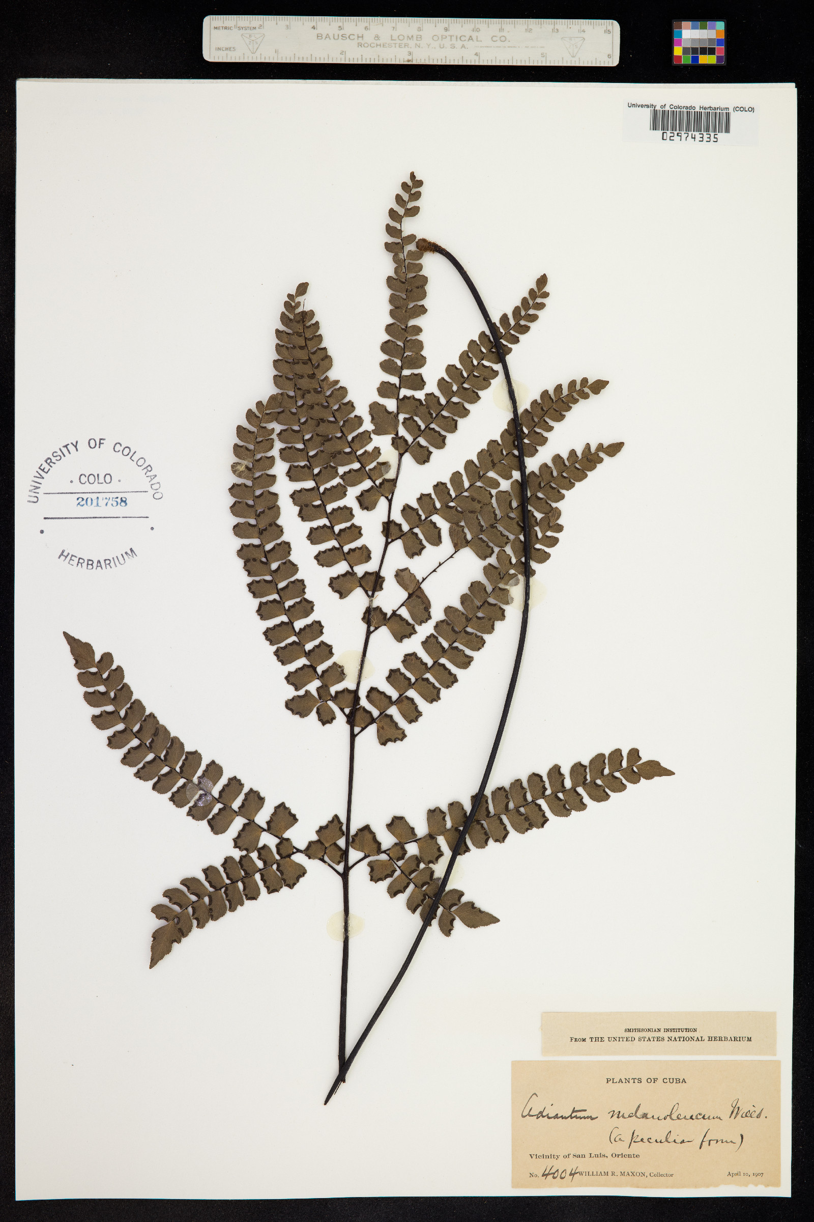 Adiantum melanoleucum image