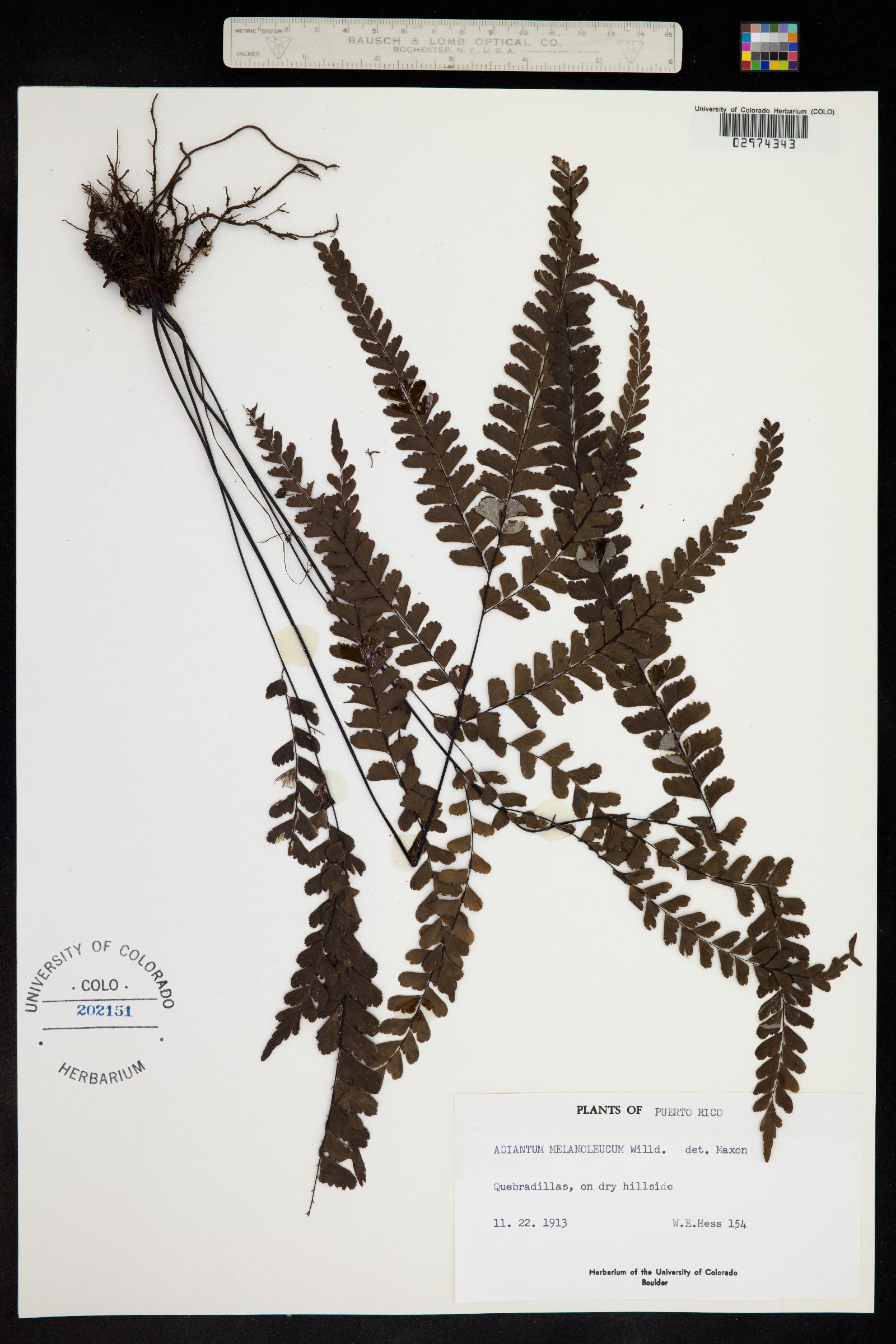 Adiantum melanoleucum image