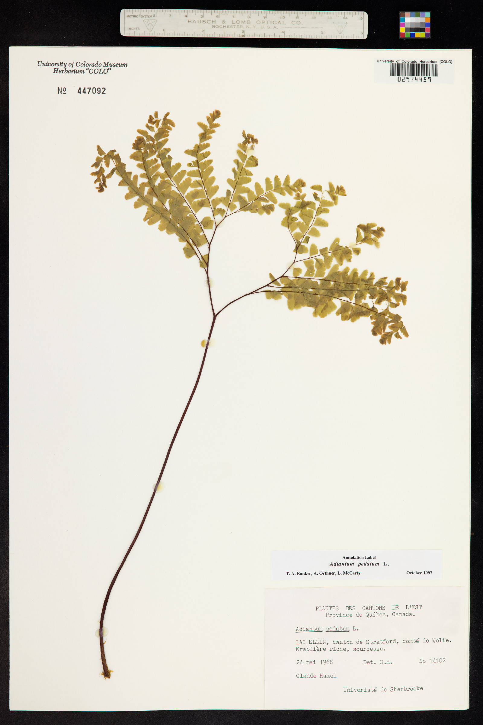 Adiantum pedatum image