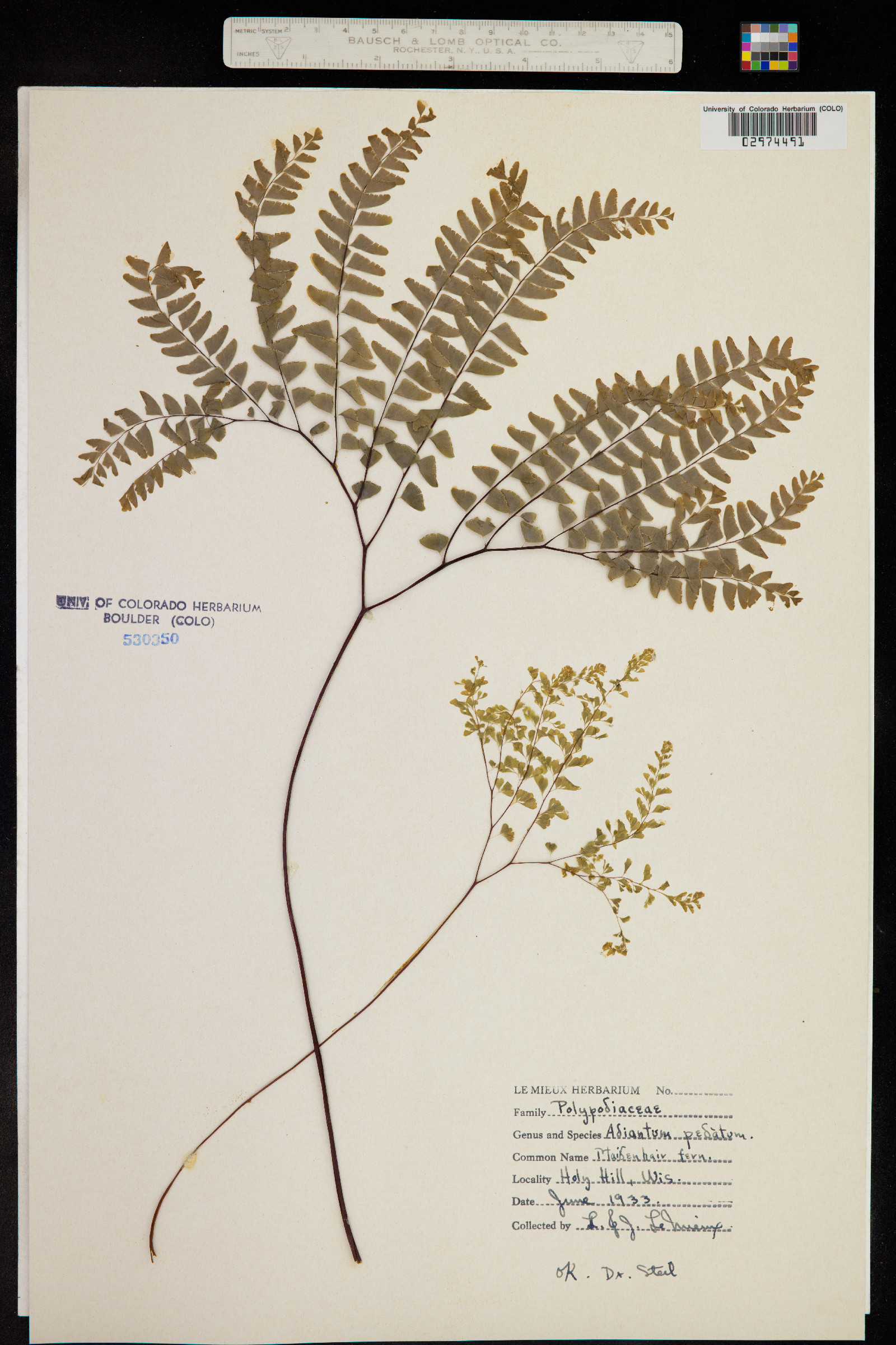 Adiantum pedatum image