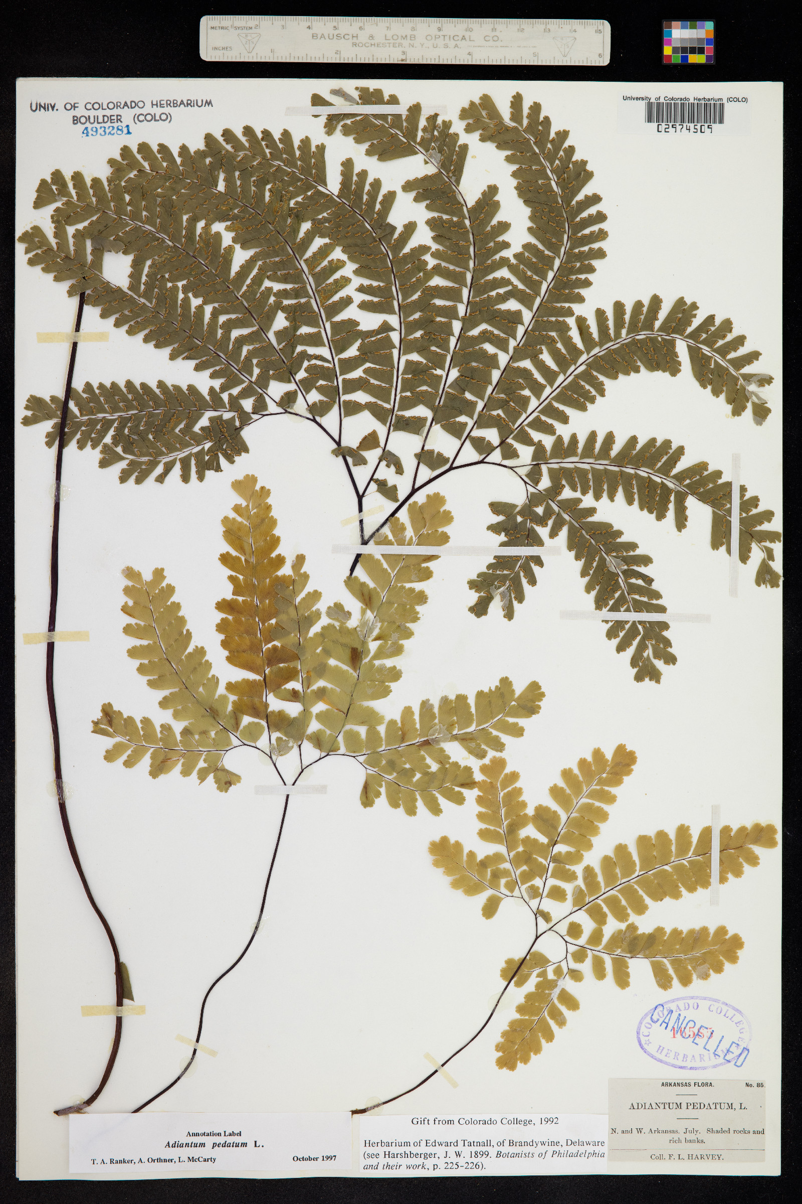 Adiantum pedatum image