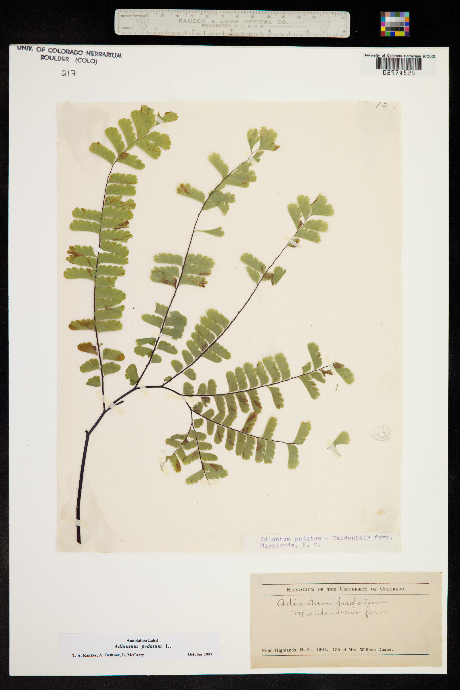 Adiantum pedatum image