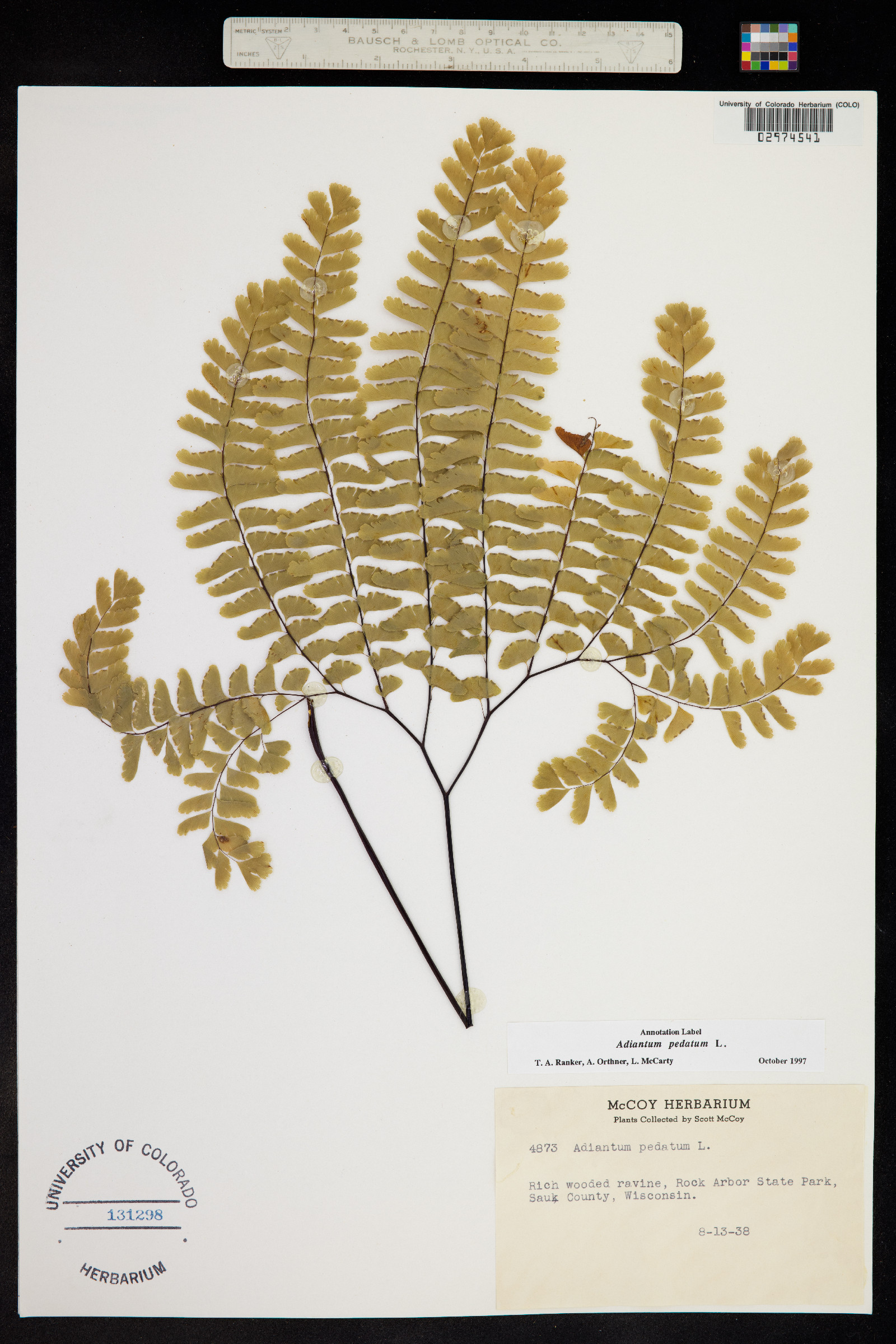 Adiantum pedatum image
