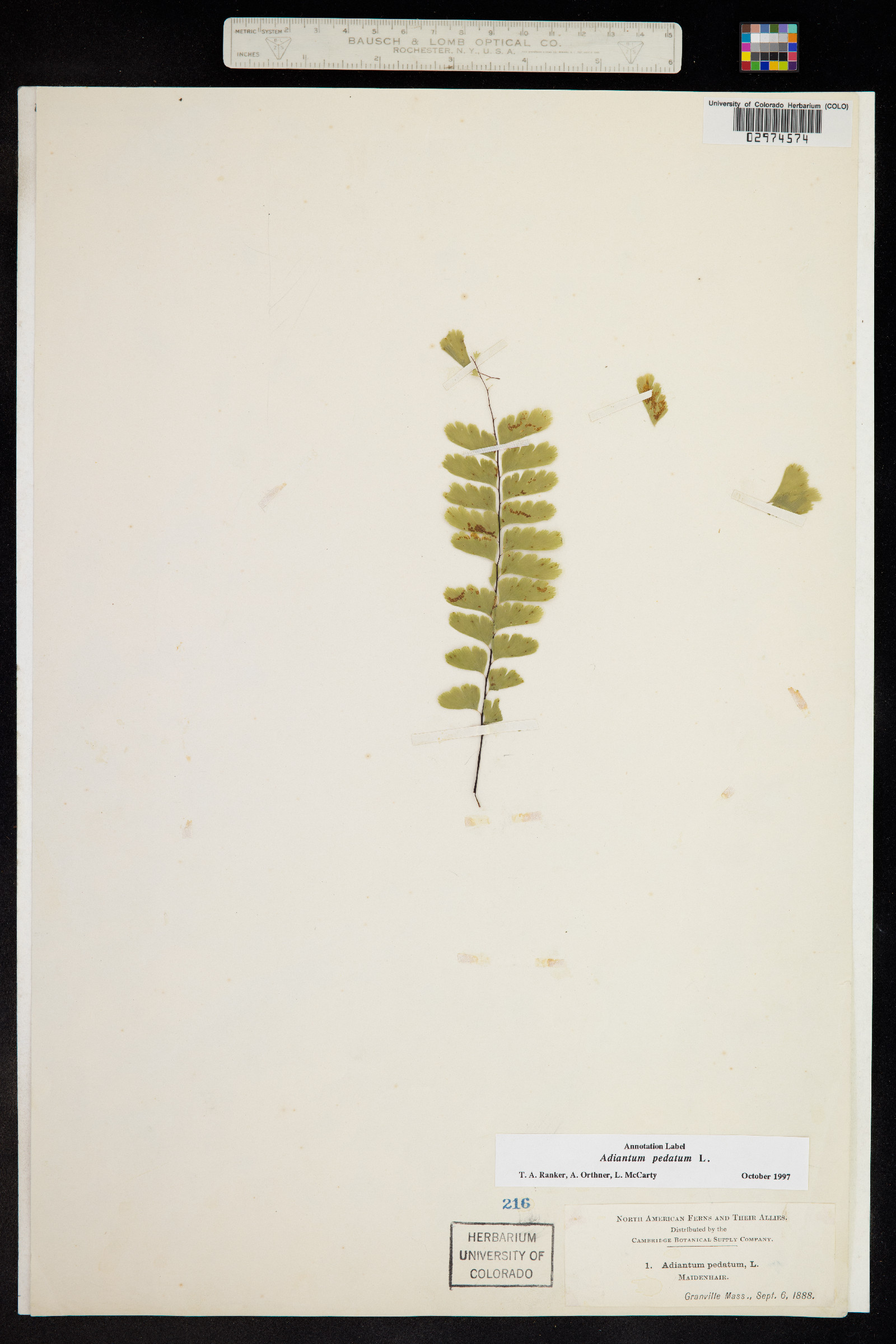 Adiantum pedatum image