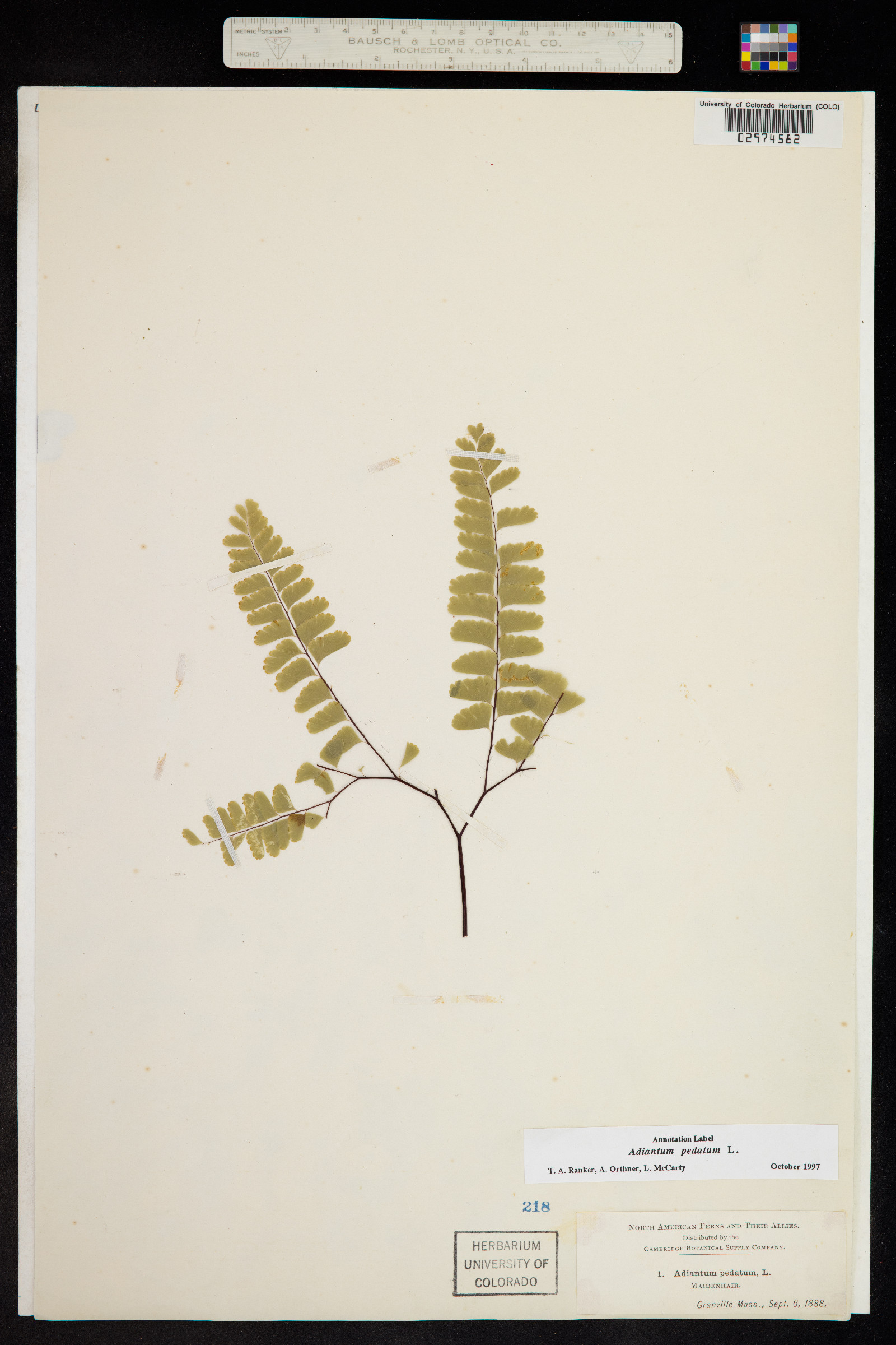 Adiantum image