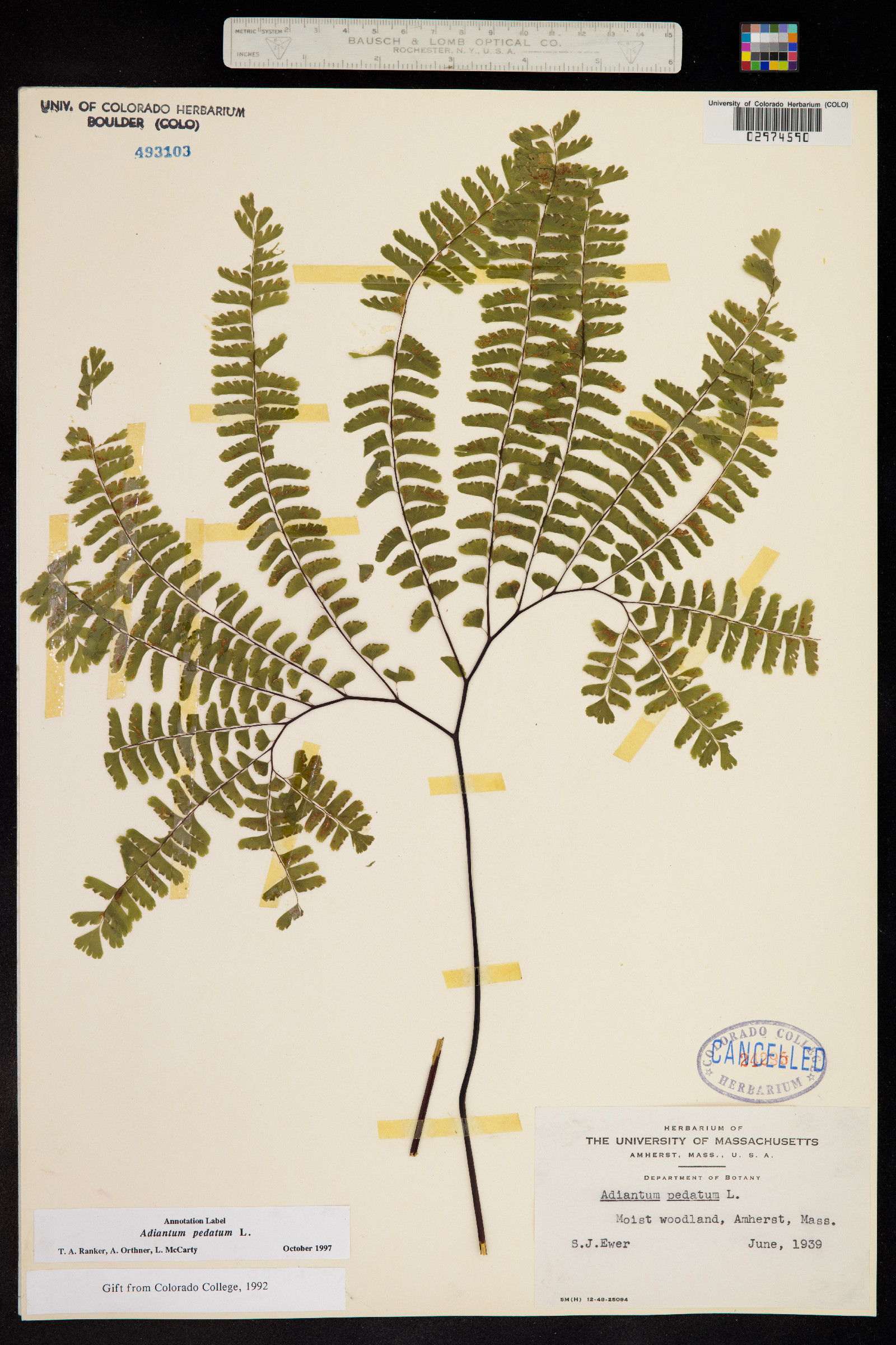 Adiantum pedatum image