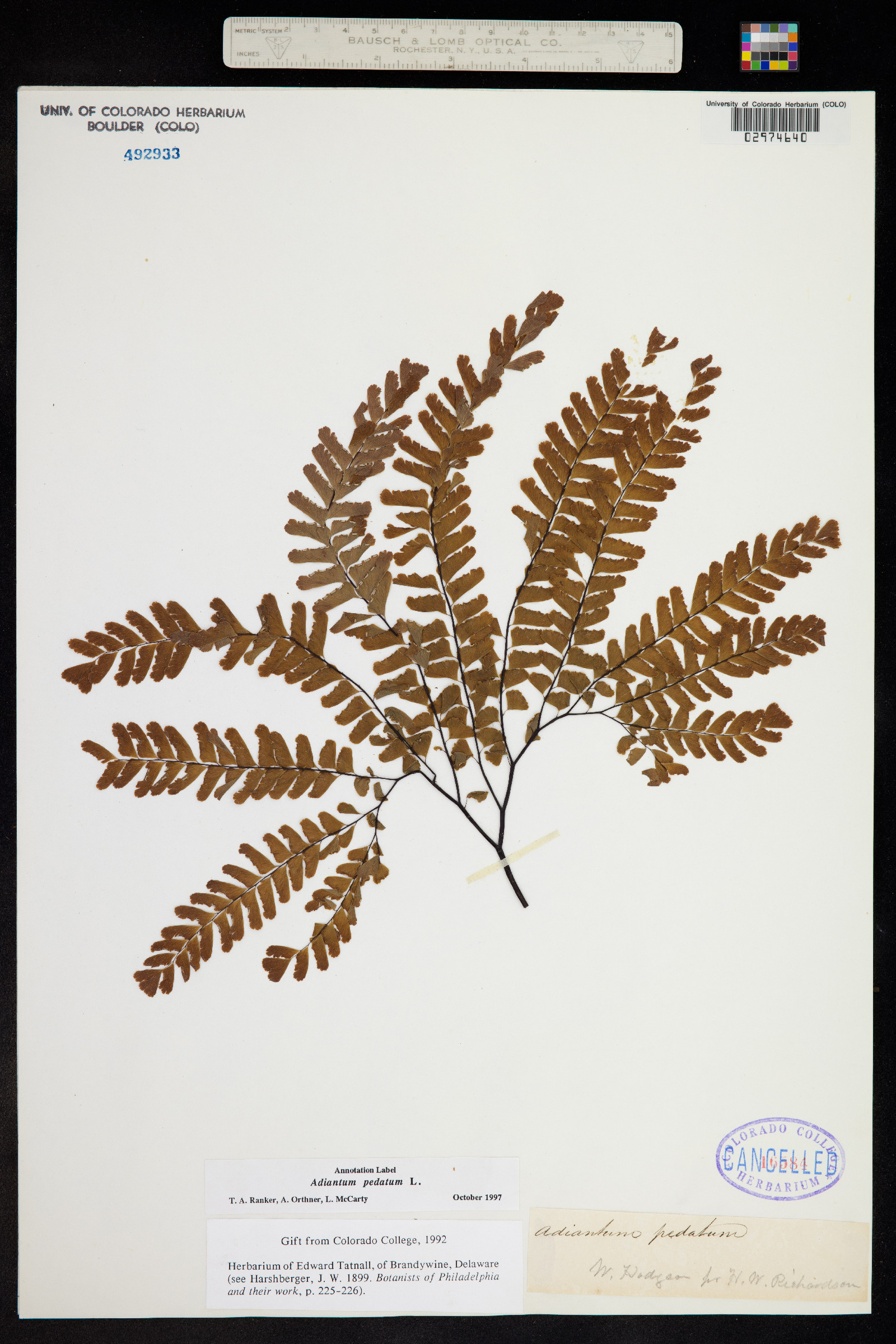 Adiantum pedatum image