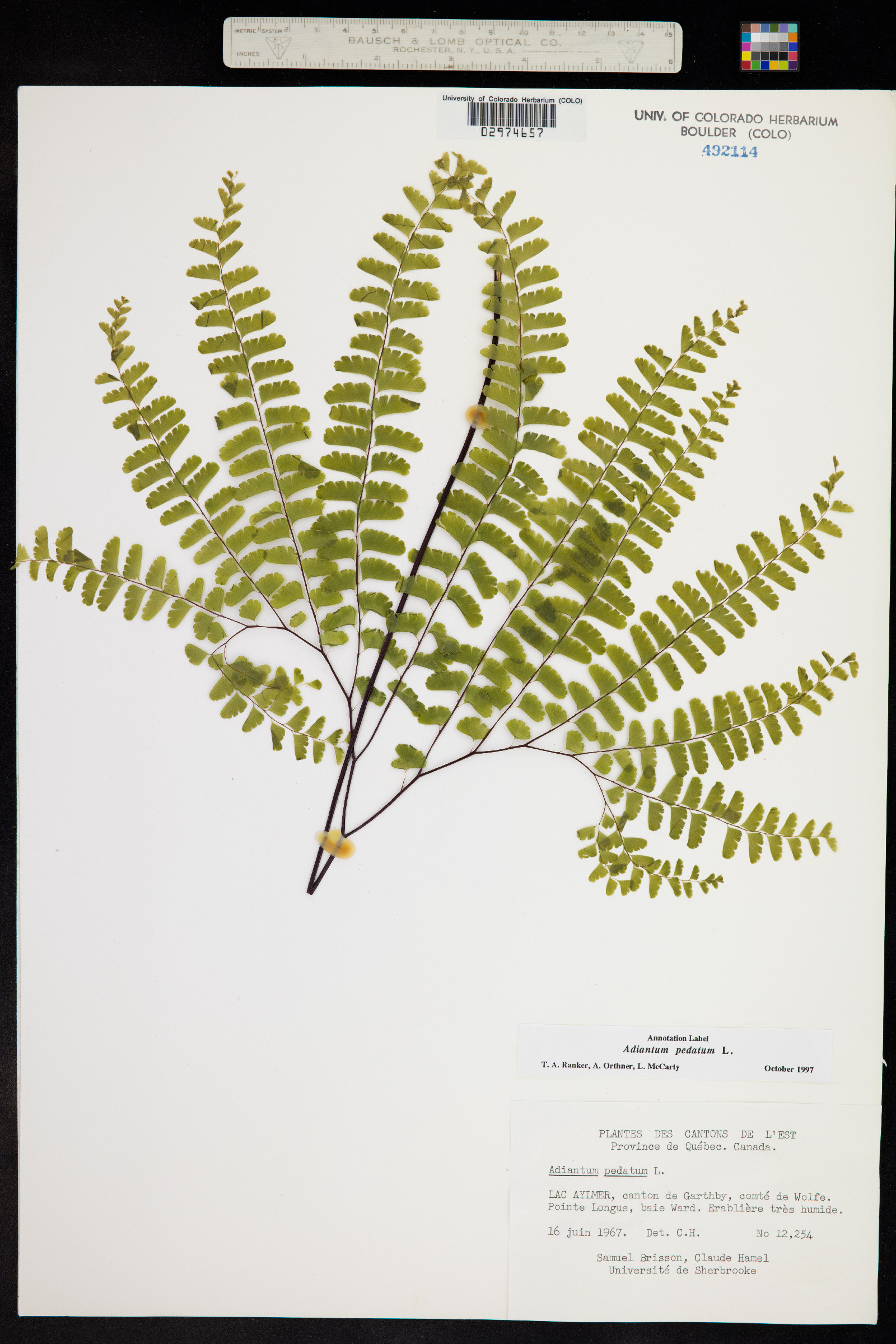 Adiantum pedatum image
