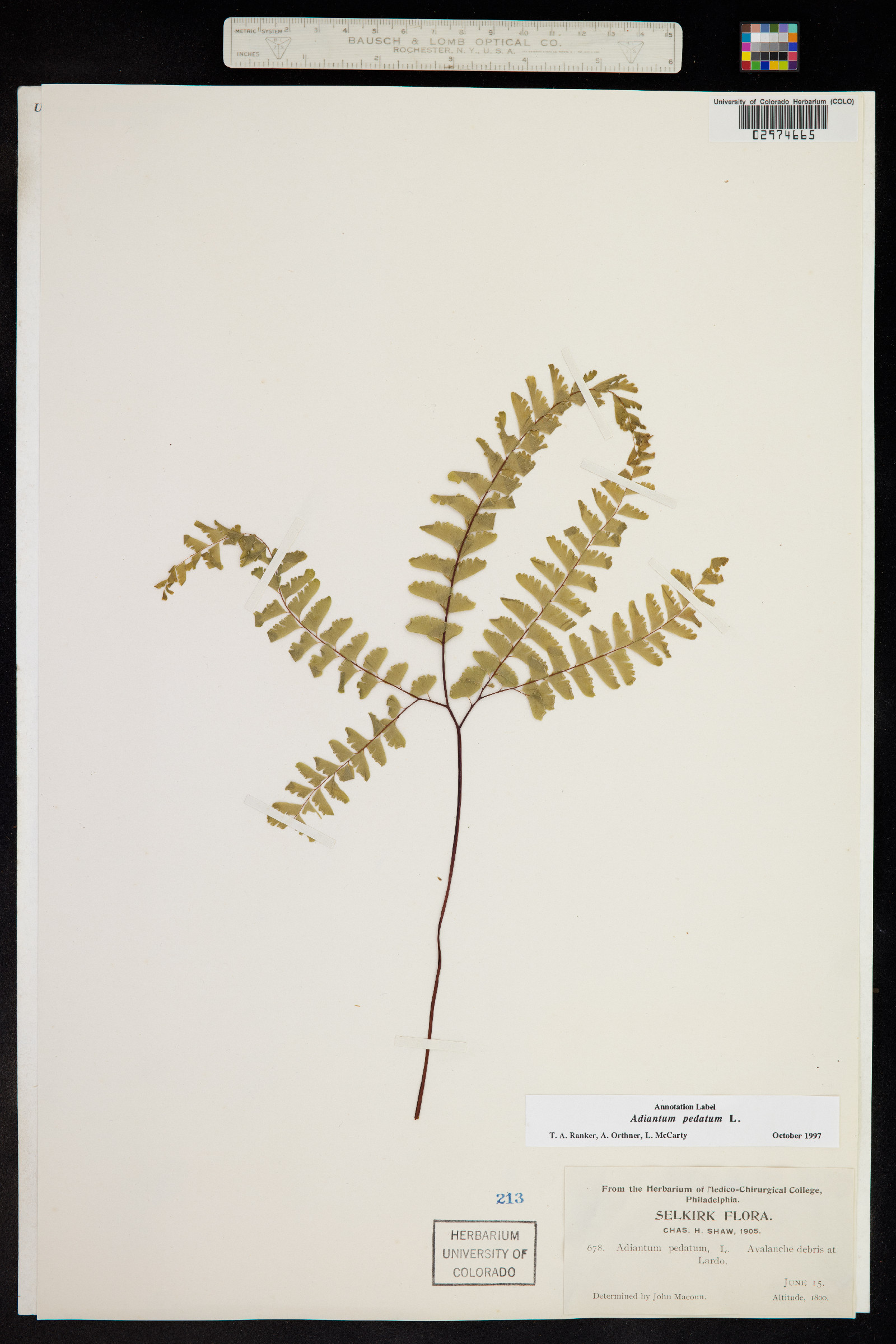 Adiantum pedatum image