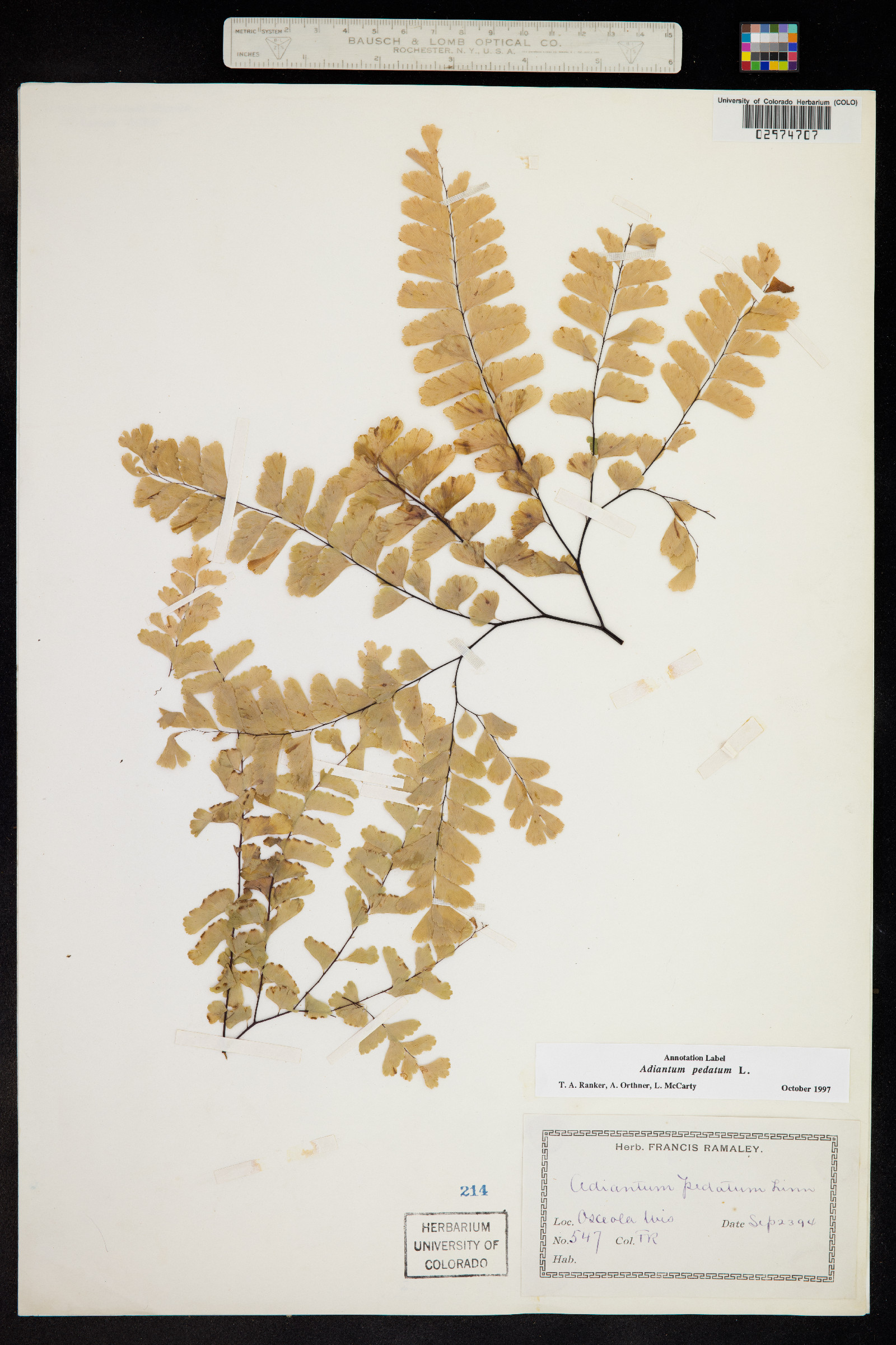 Adiantum pedatum image