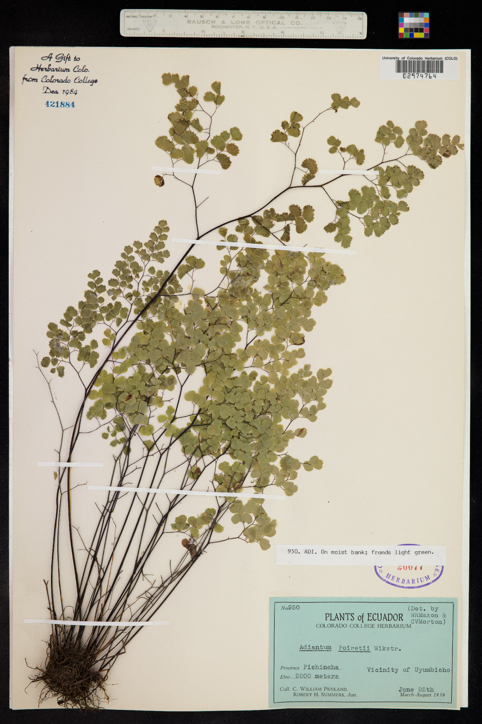 Adiantum pedatum image