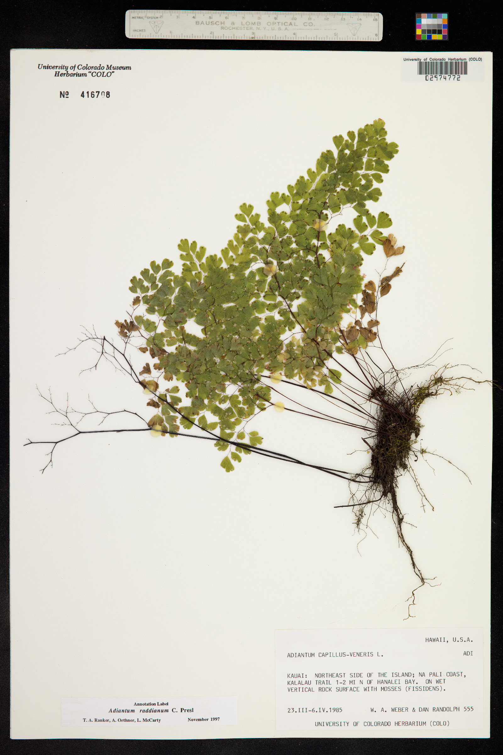 Adiantum raddianum image