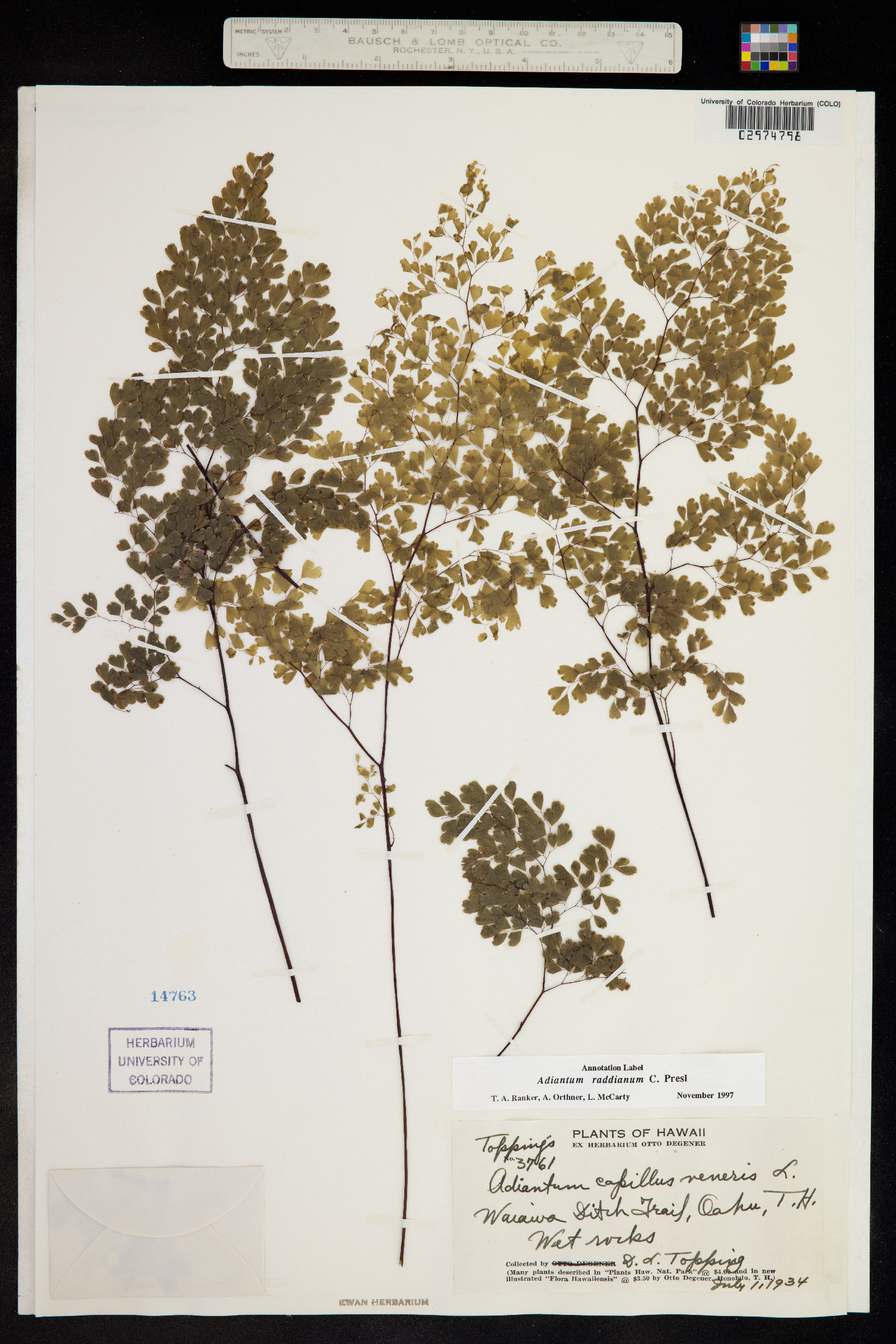 Adiantum raddianum image