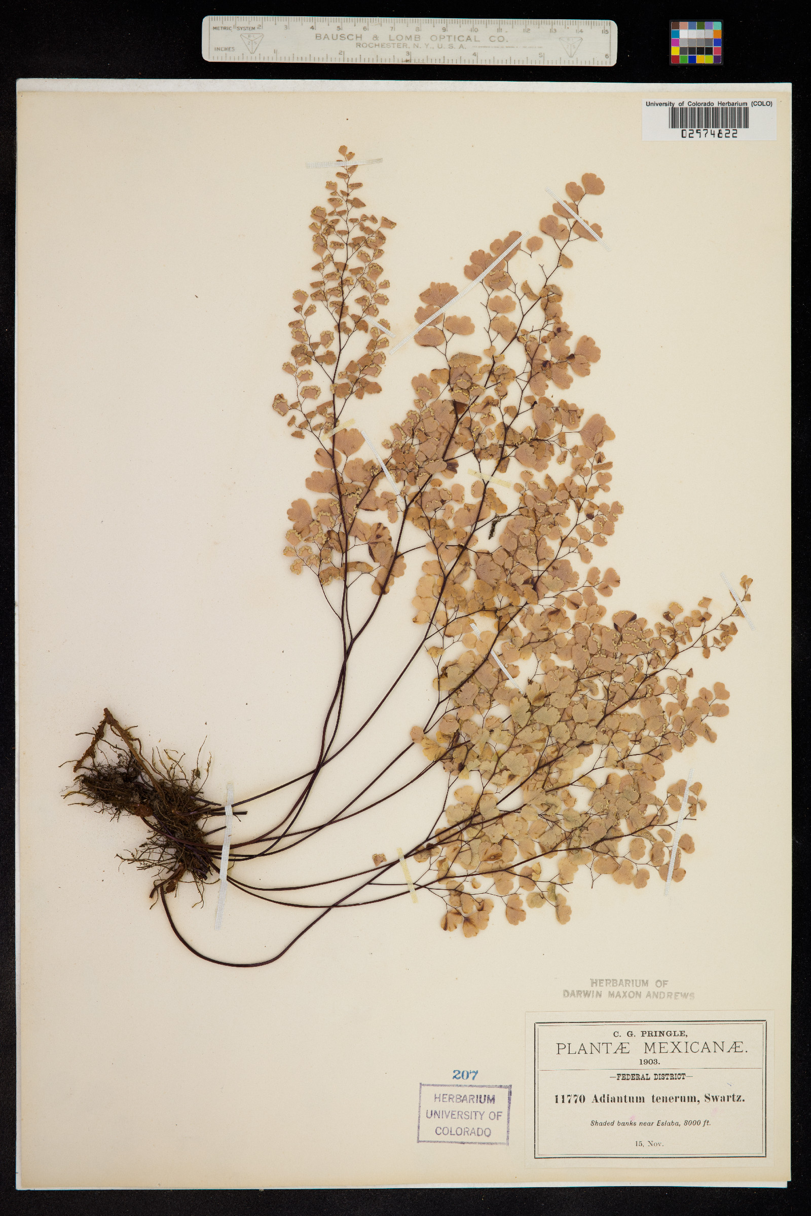 Adiantum tenerum image