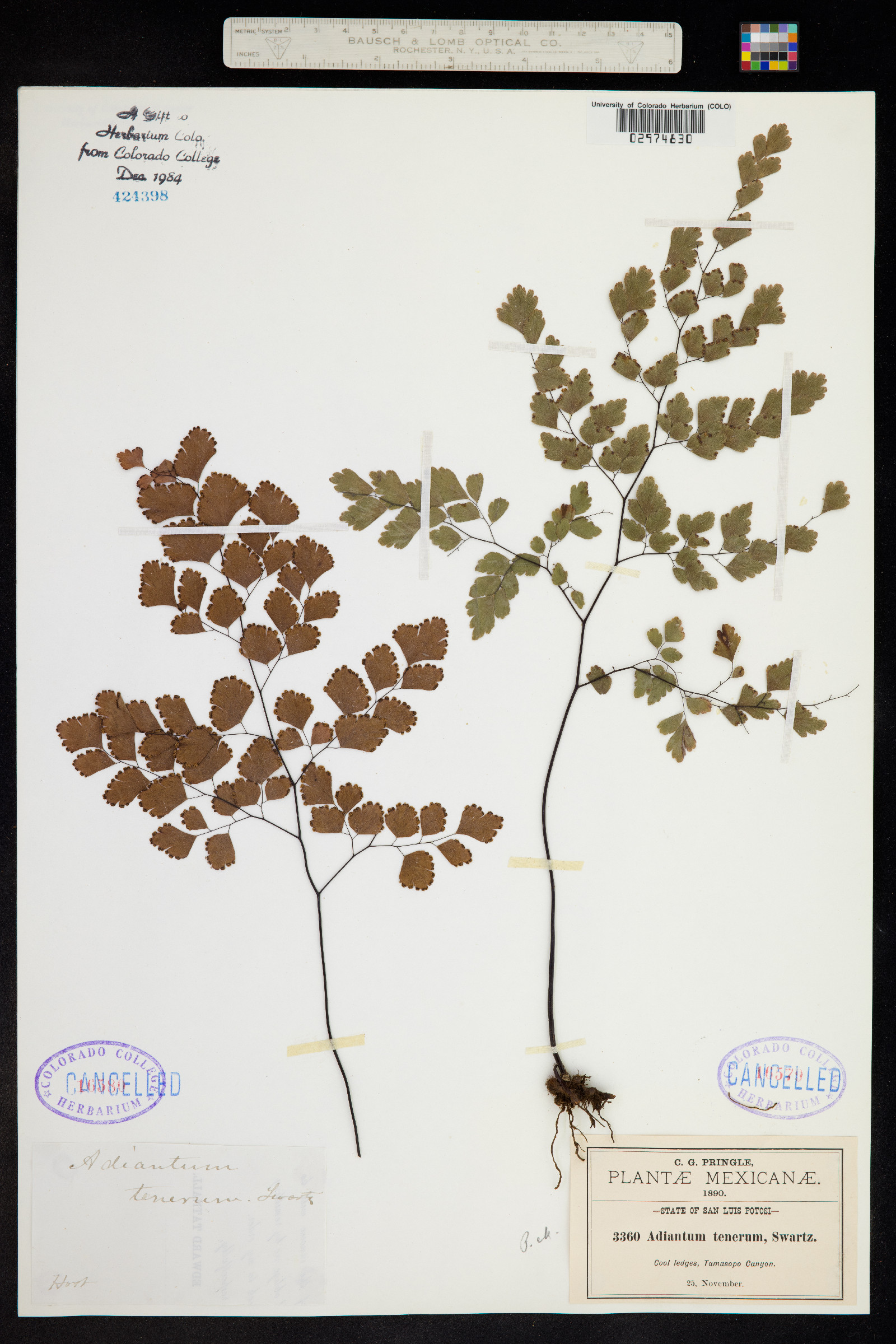 Adiantum tenerum image