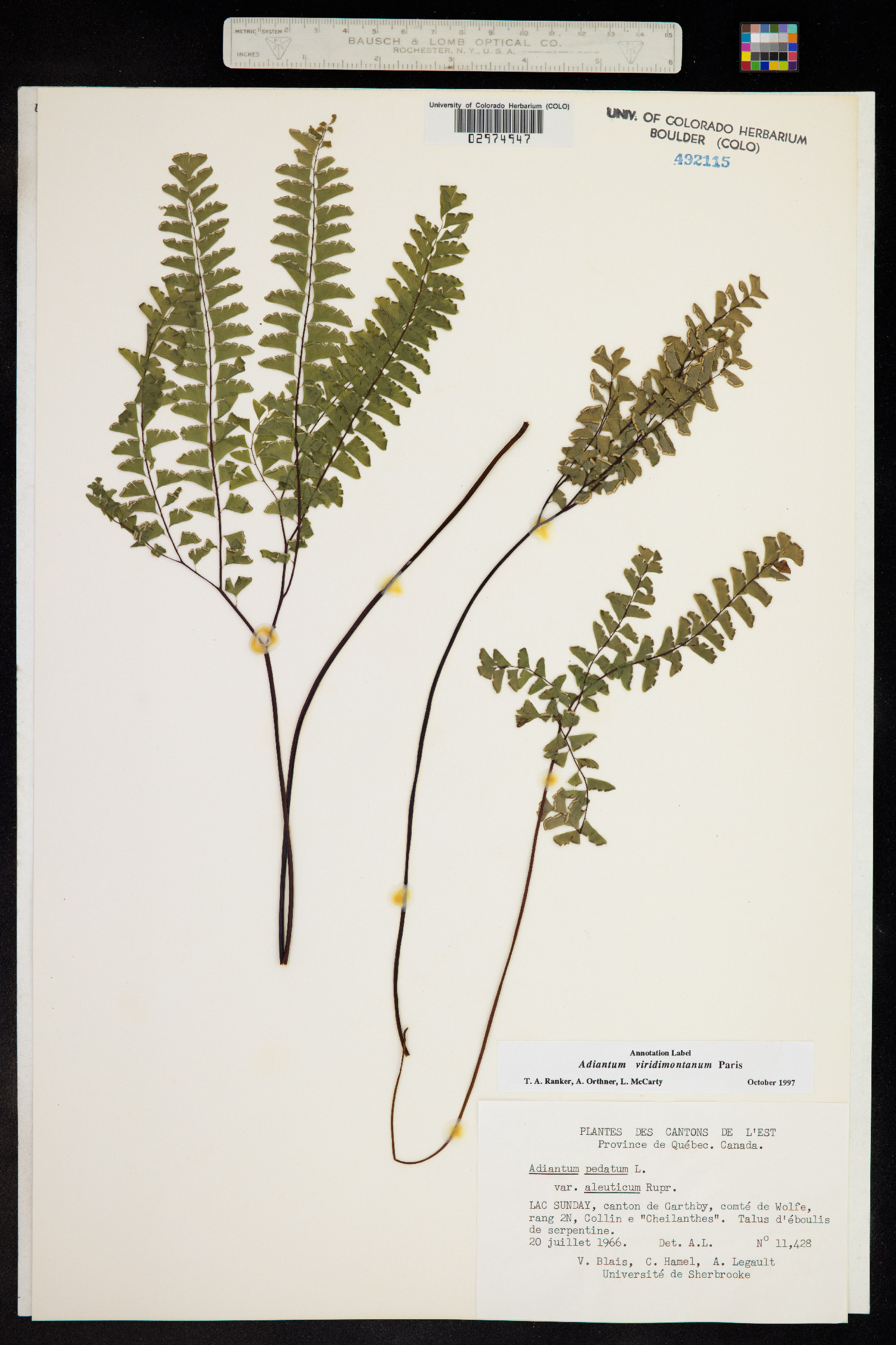 Adiantum viridimontanum image