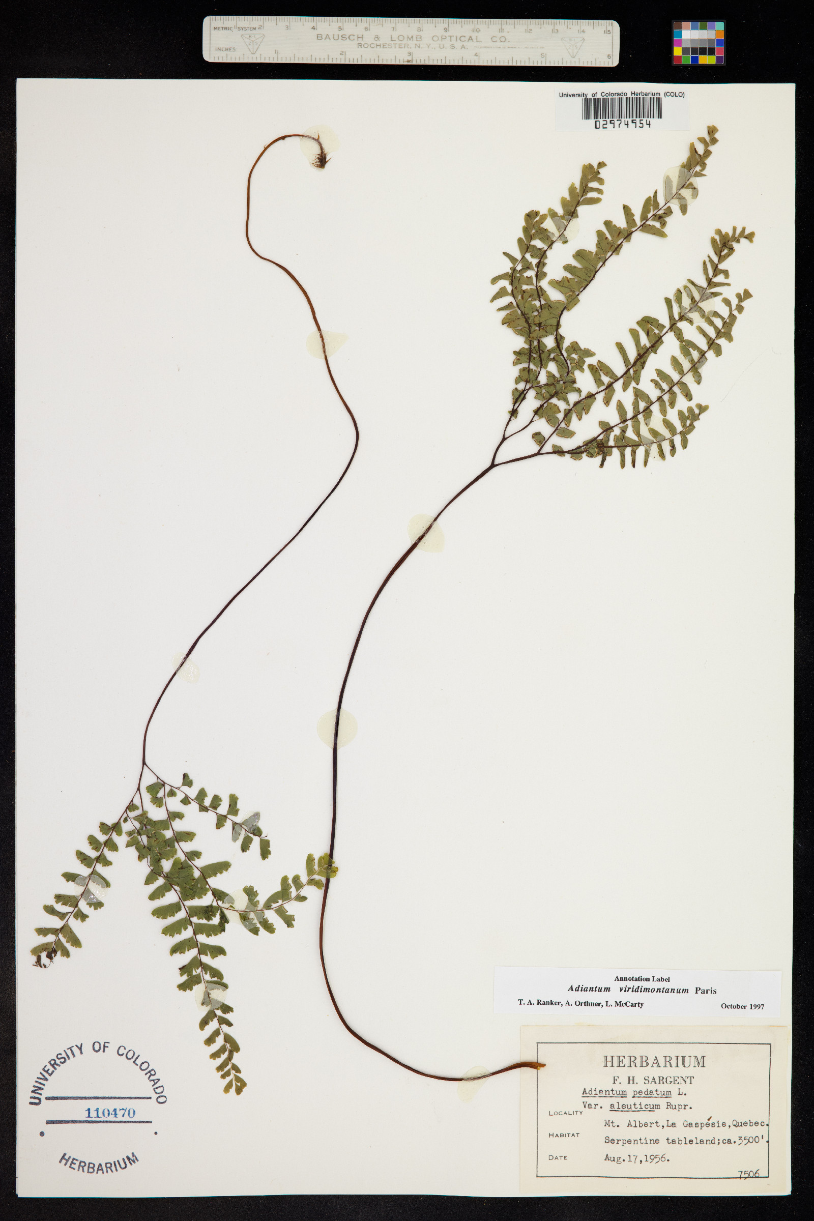 Adiantum viridimontanum image