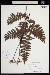 Image of Adiantum latifolium