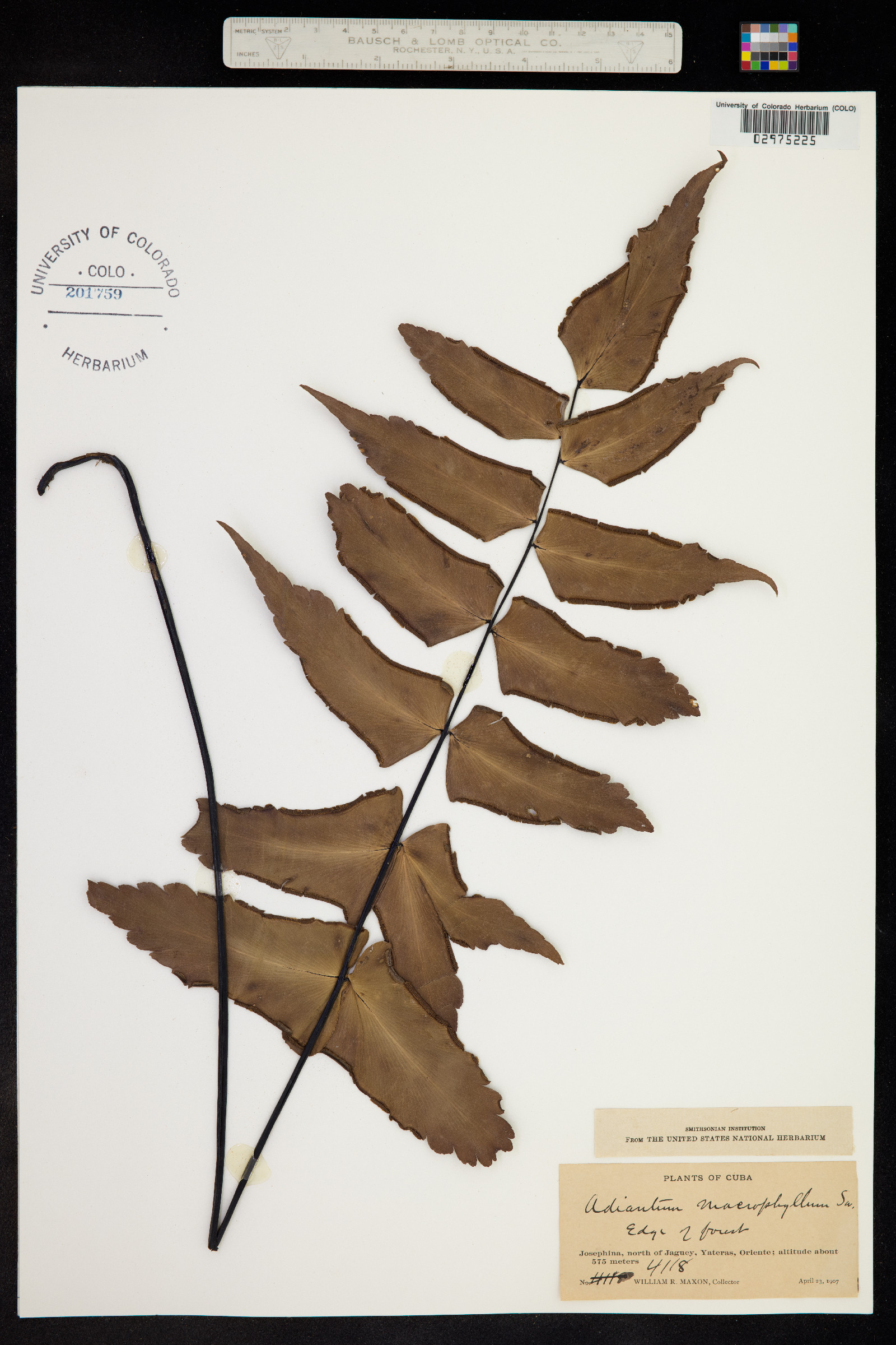 Adiantum macrophyllum image