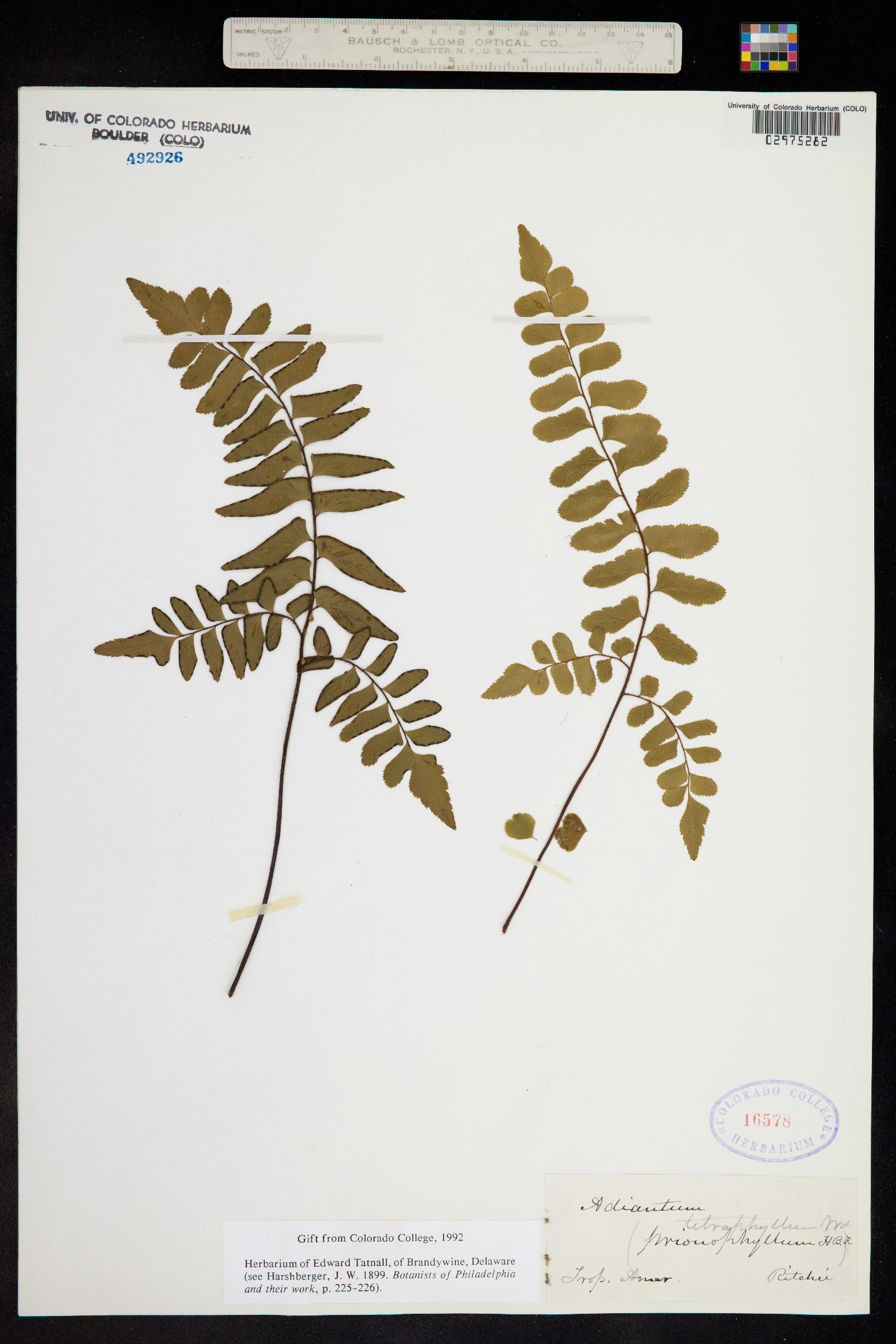 Adiantum macrophyllum image