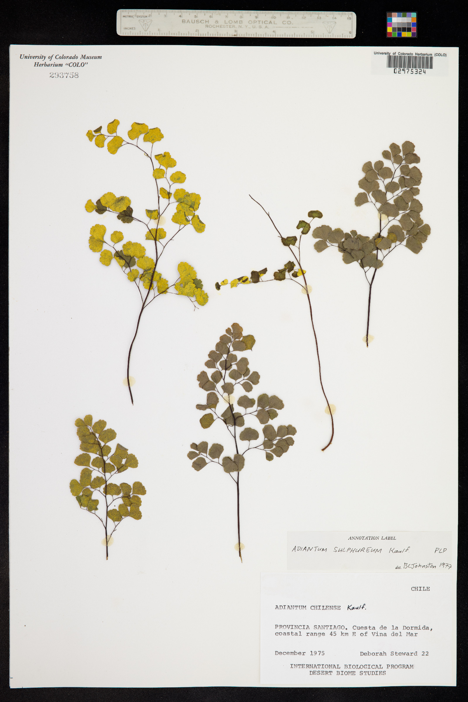 Adiantum chilense var. sulphureum image