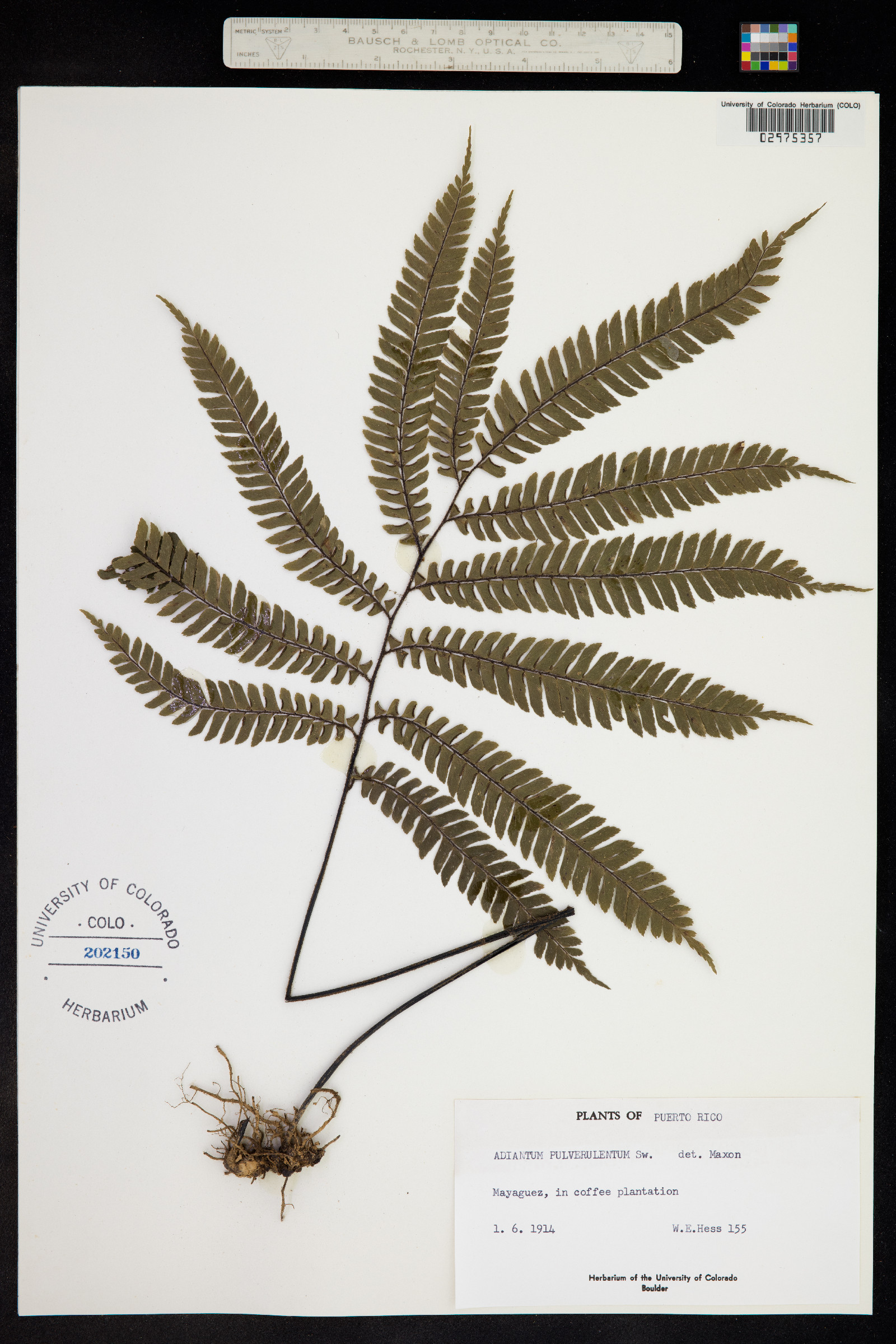 Adiantum pulverulentum image