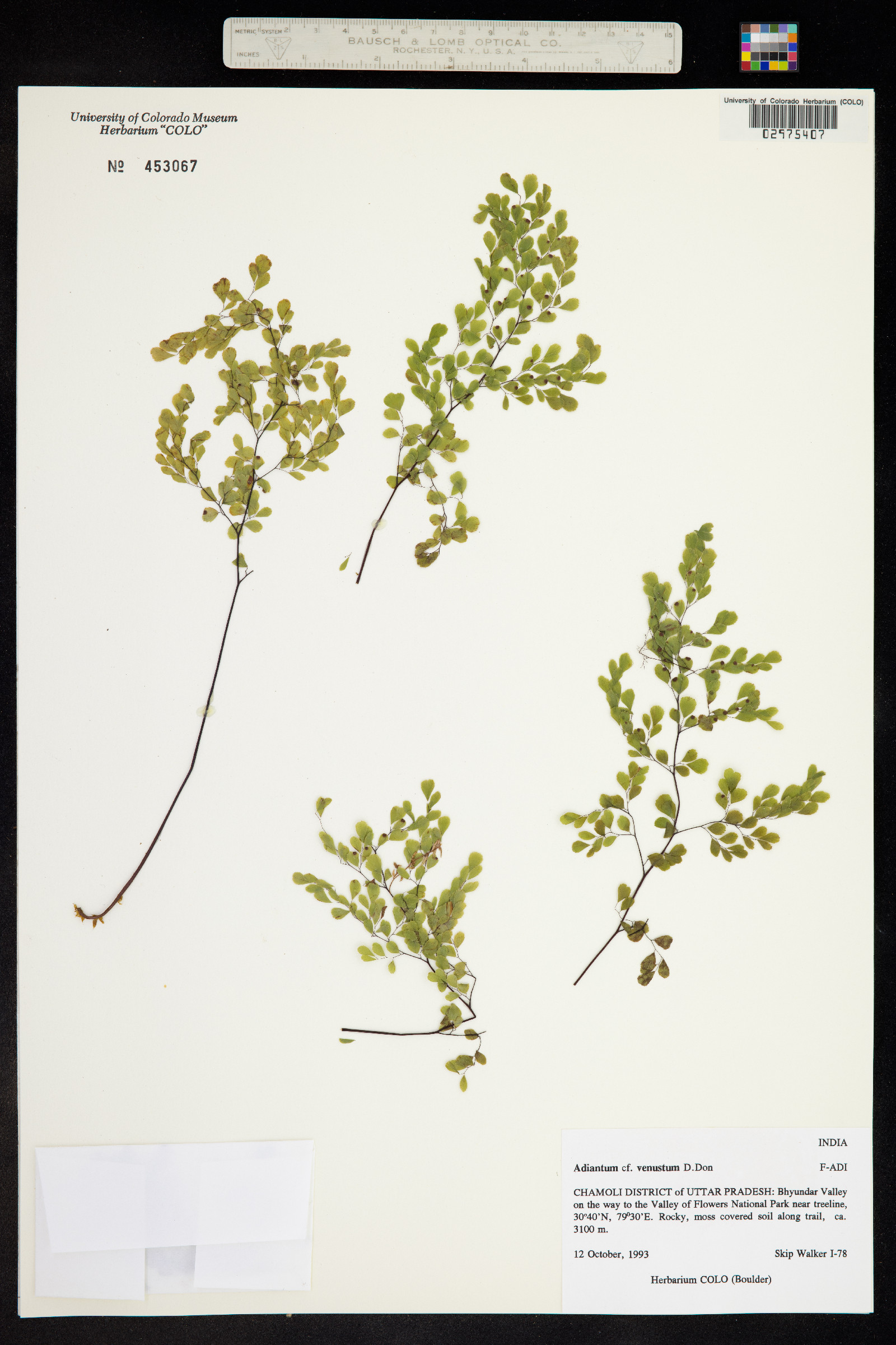 Adiantum venustum image