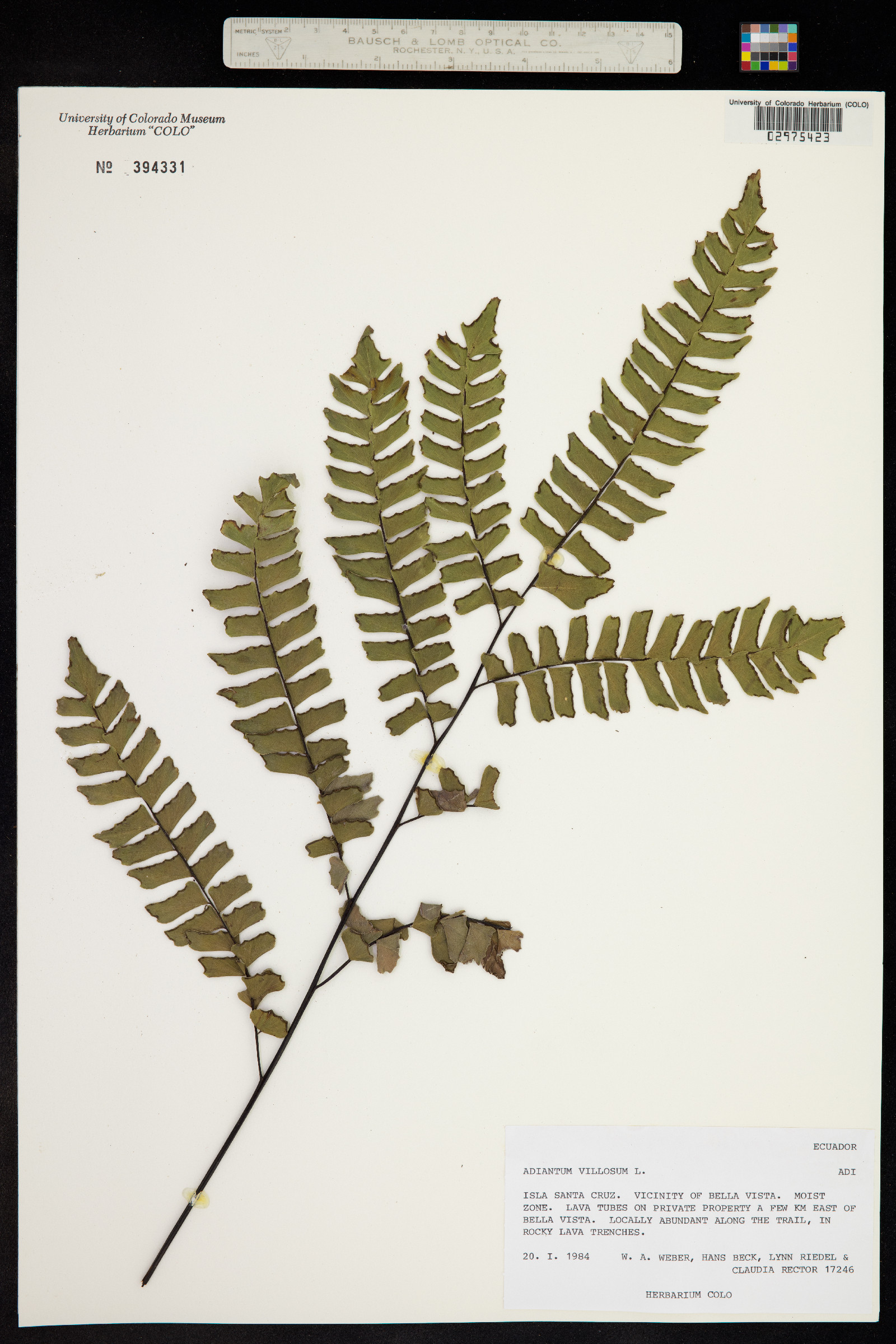 Adiantum villosum image