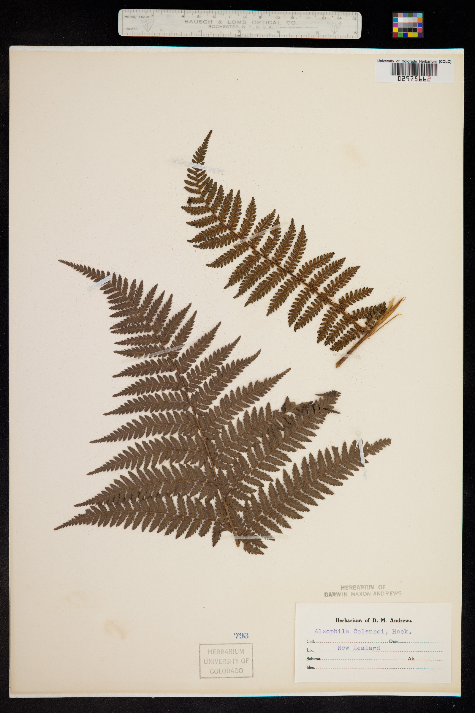 Cyathea colensoi image