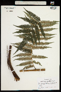 Alsophila spinulosa image