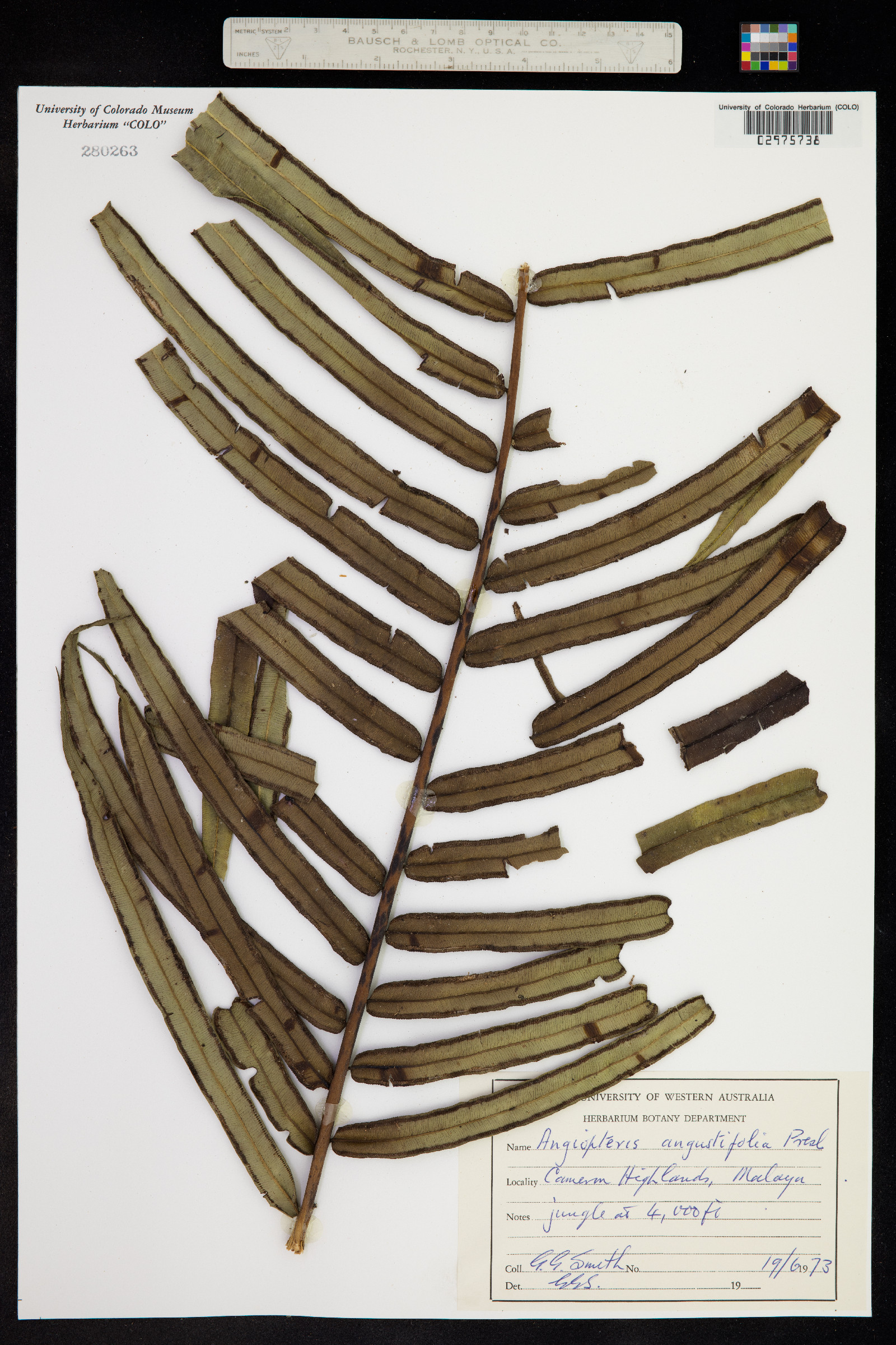Angiopteris palmiformis image