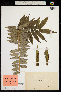Image of Polypodium evectum
