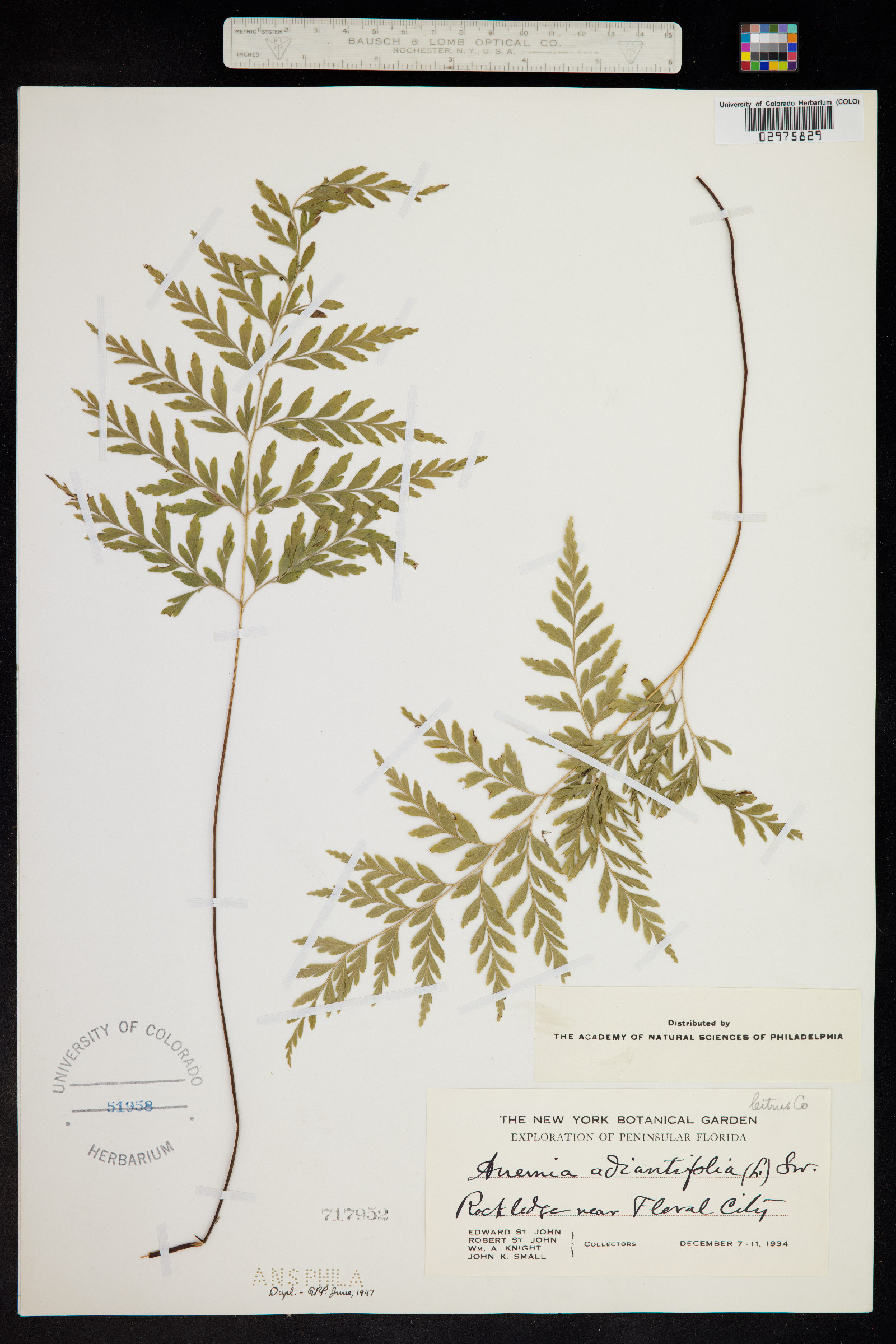 Anemia adiantifolia image
