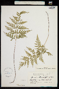 Image of Anemia adiantifolia