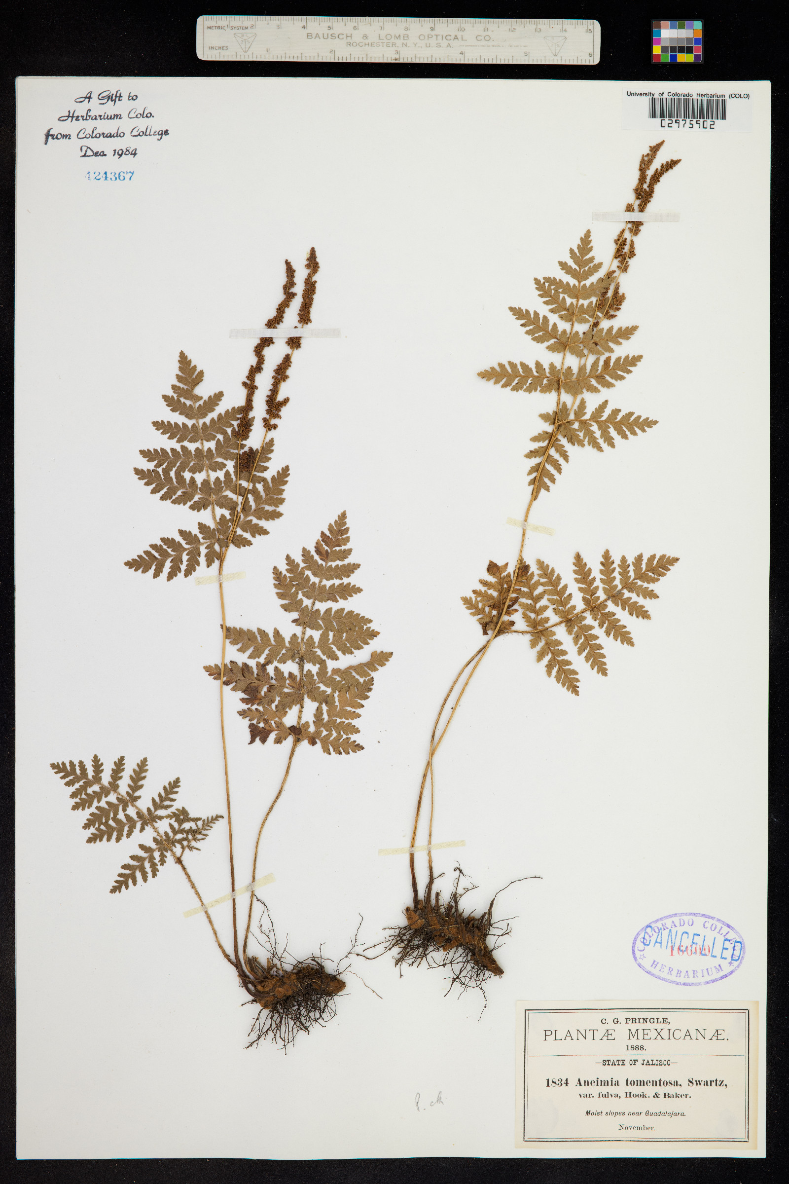 Anemia tomentosa image