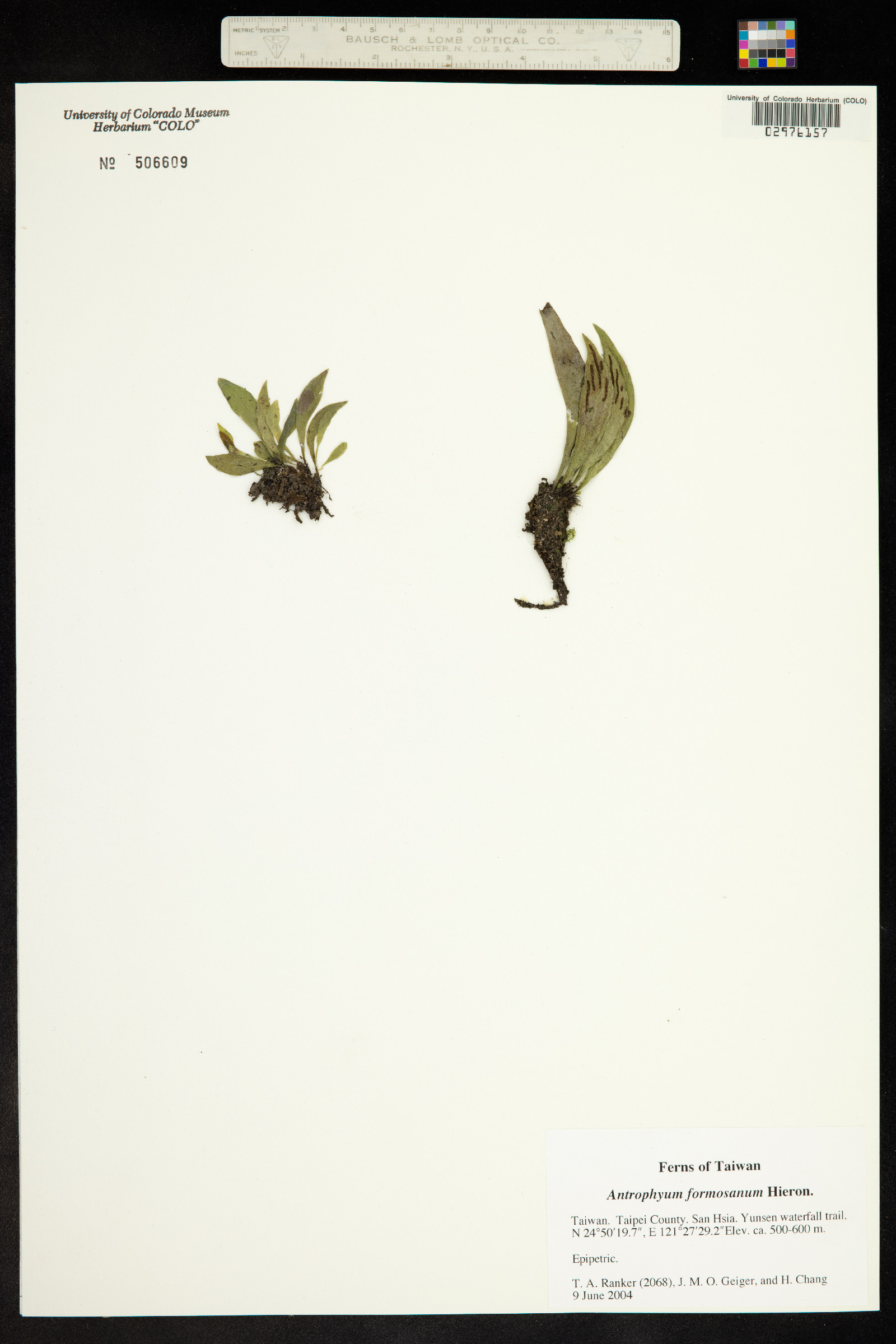 Antrophyum formosanum image