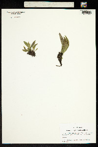 Antrophyum formosanum image