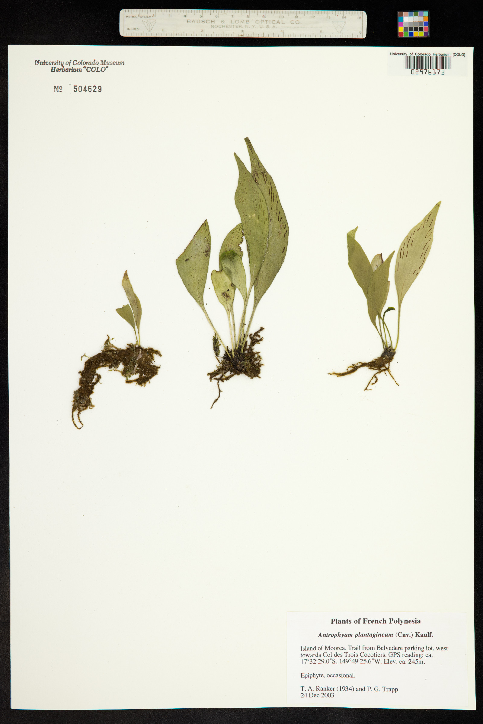 Antrophyum image
