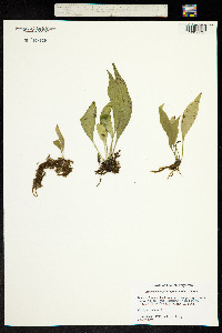 Image of Antrophyum plantagineum