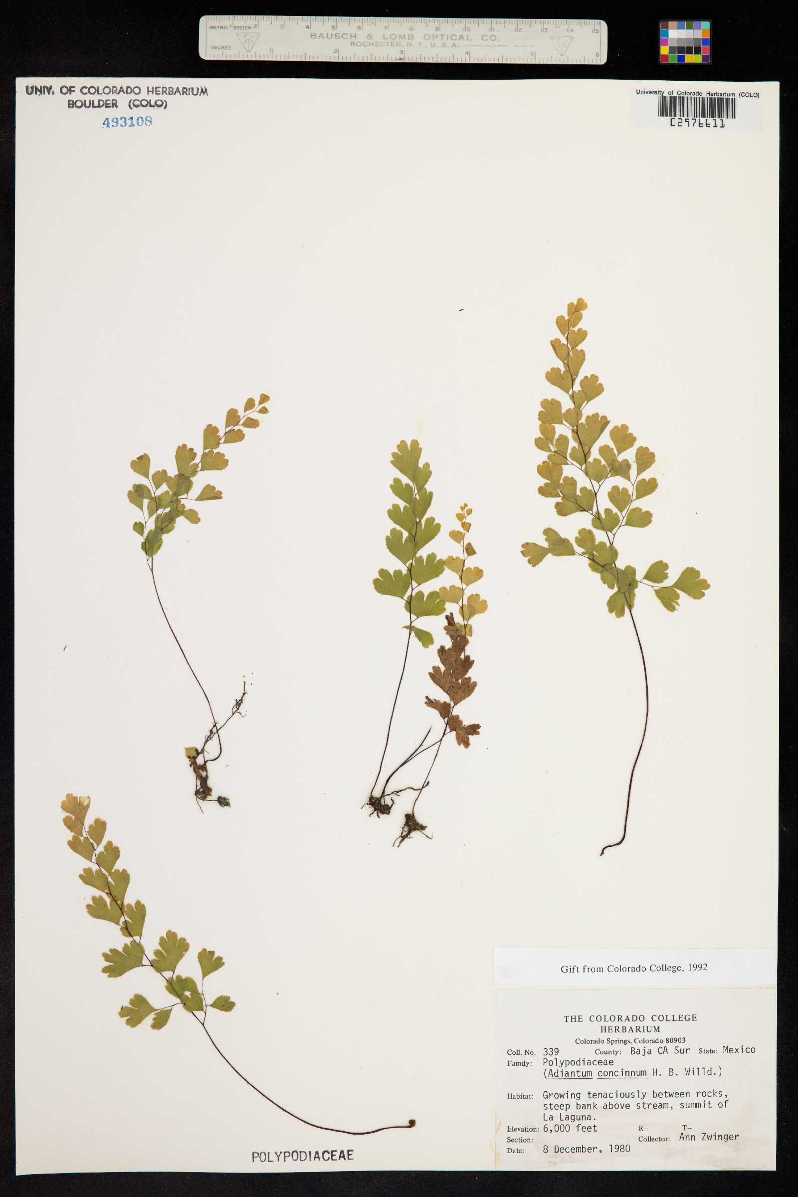 Adiantum concinnum image