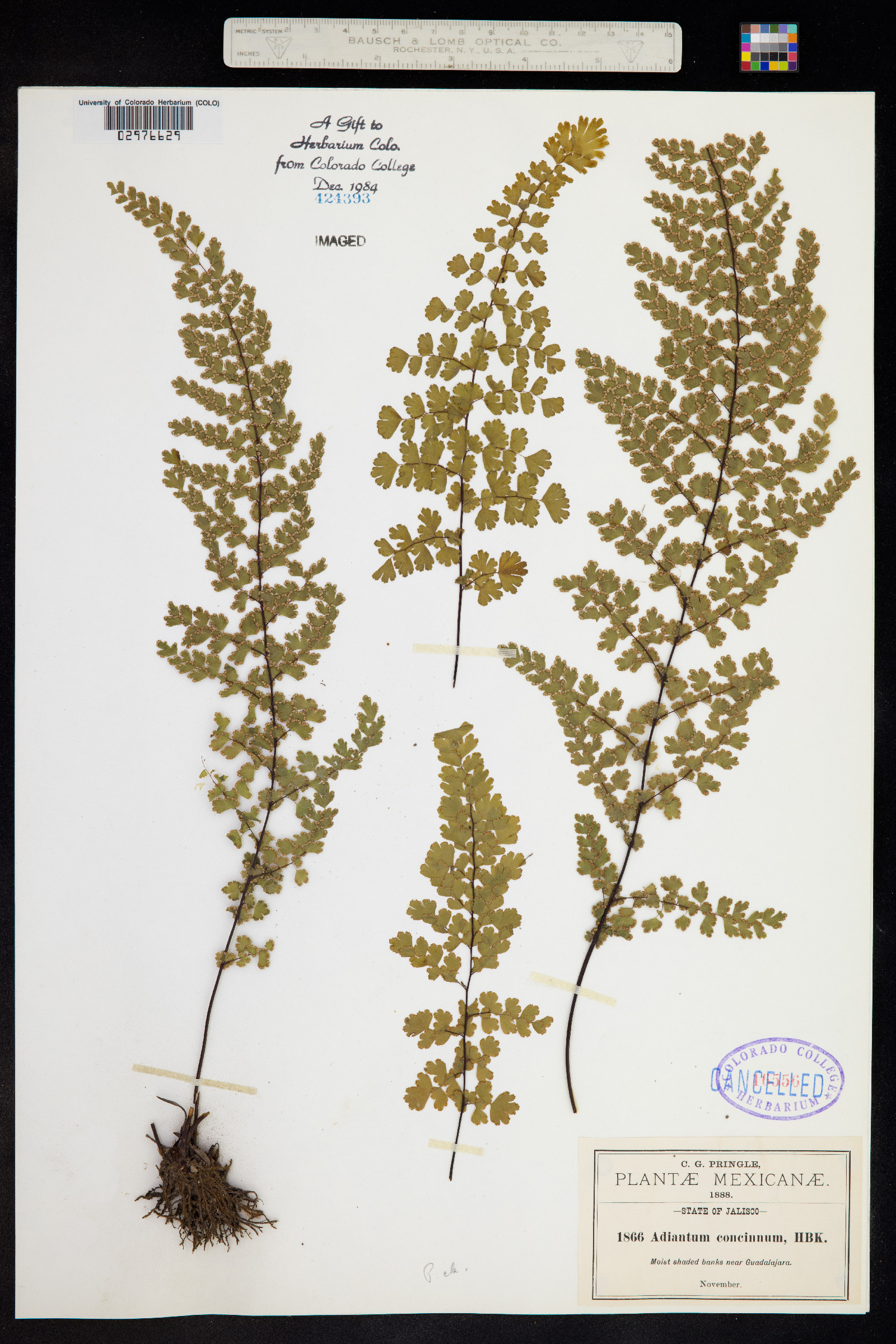 Adiantum concinnum image