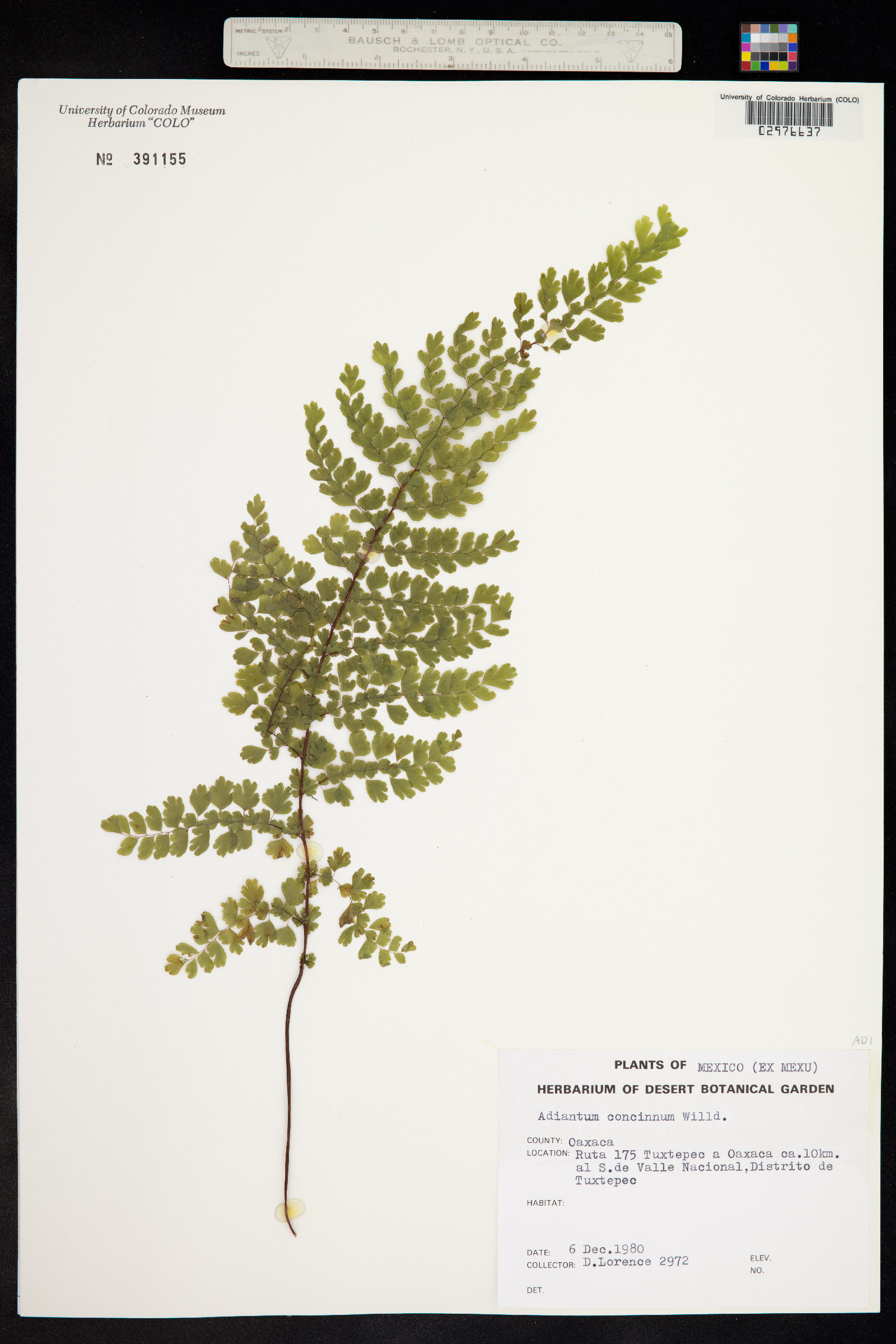 Adiantum concinnum image