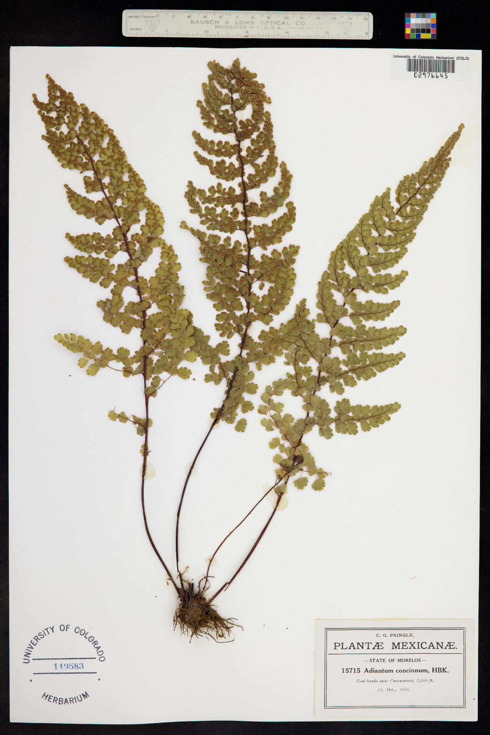 Adiantum concinnum image